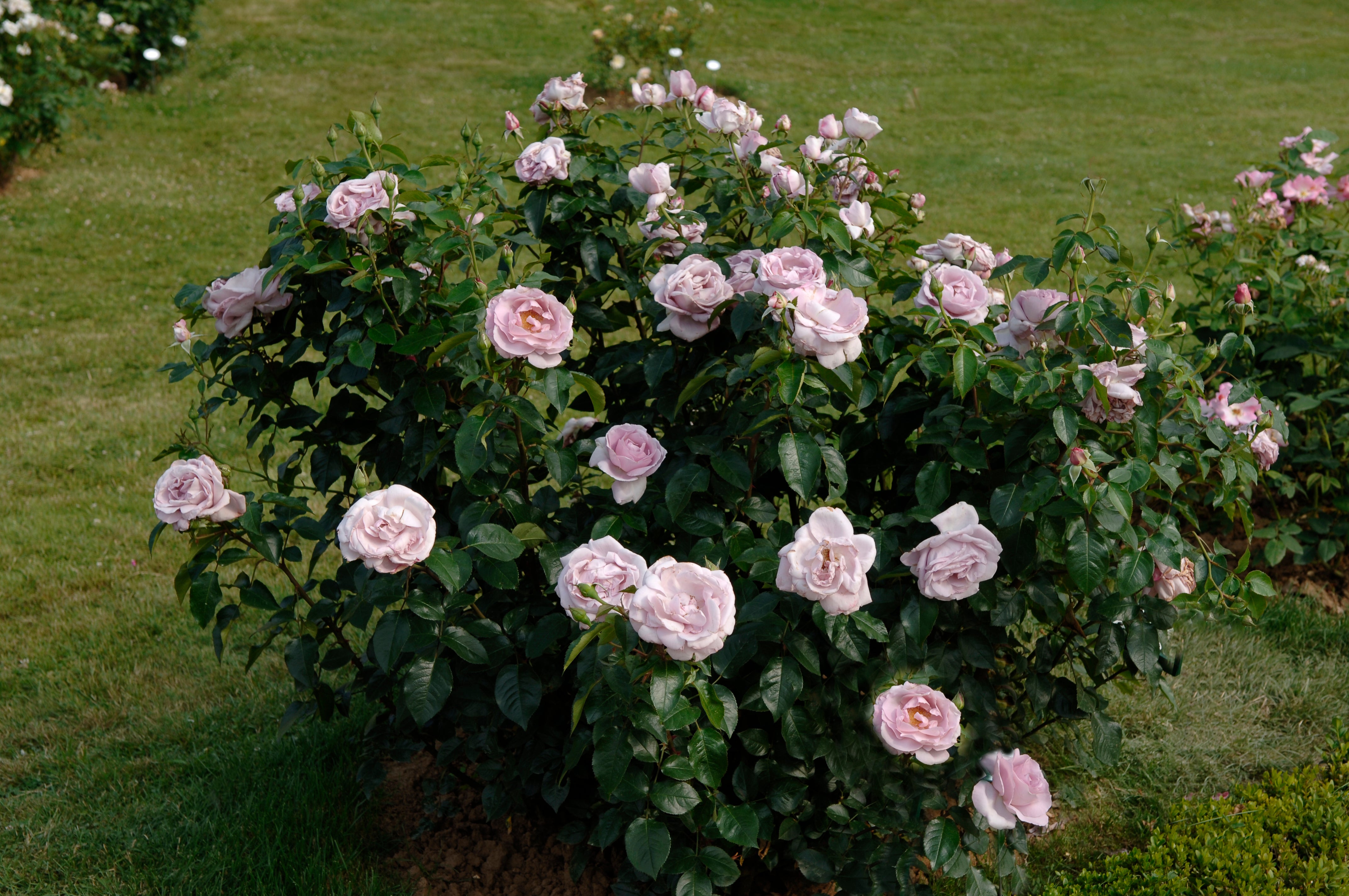 Floribunda Rose - Synactif by Shiseido®