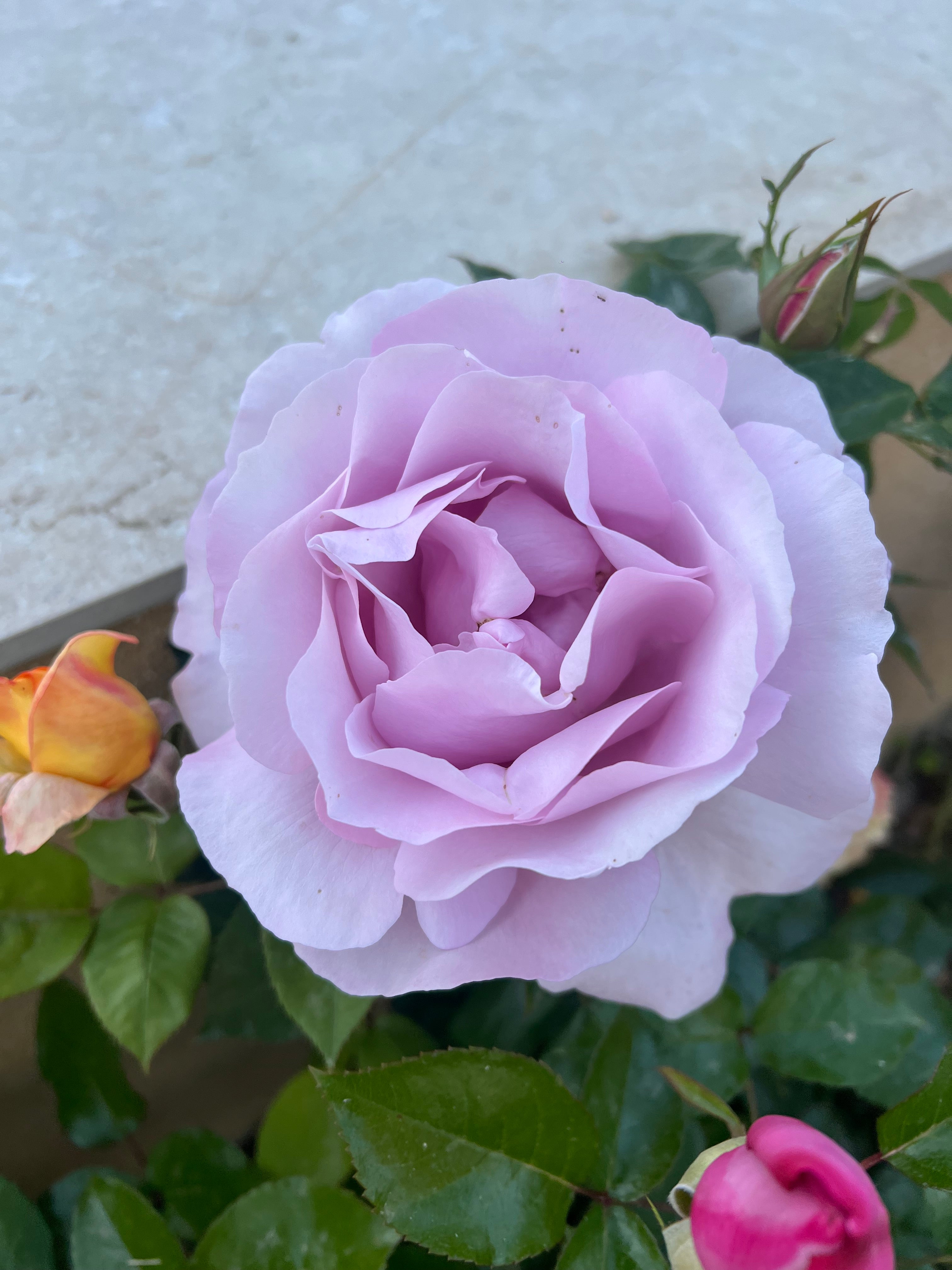 Floribunda Rose - Synactif by Shiseido®