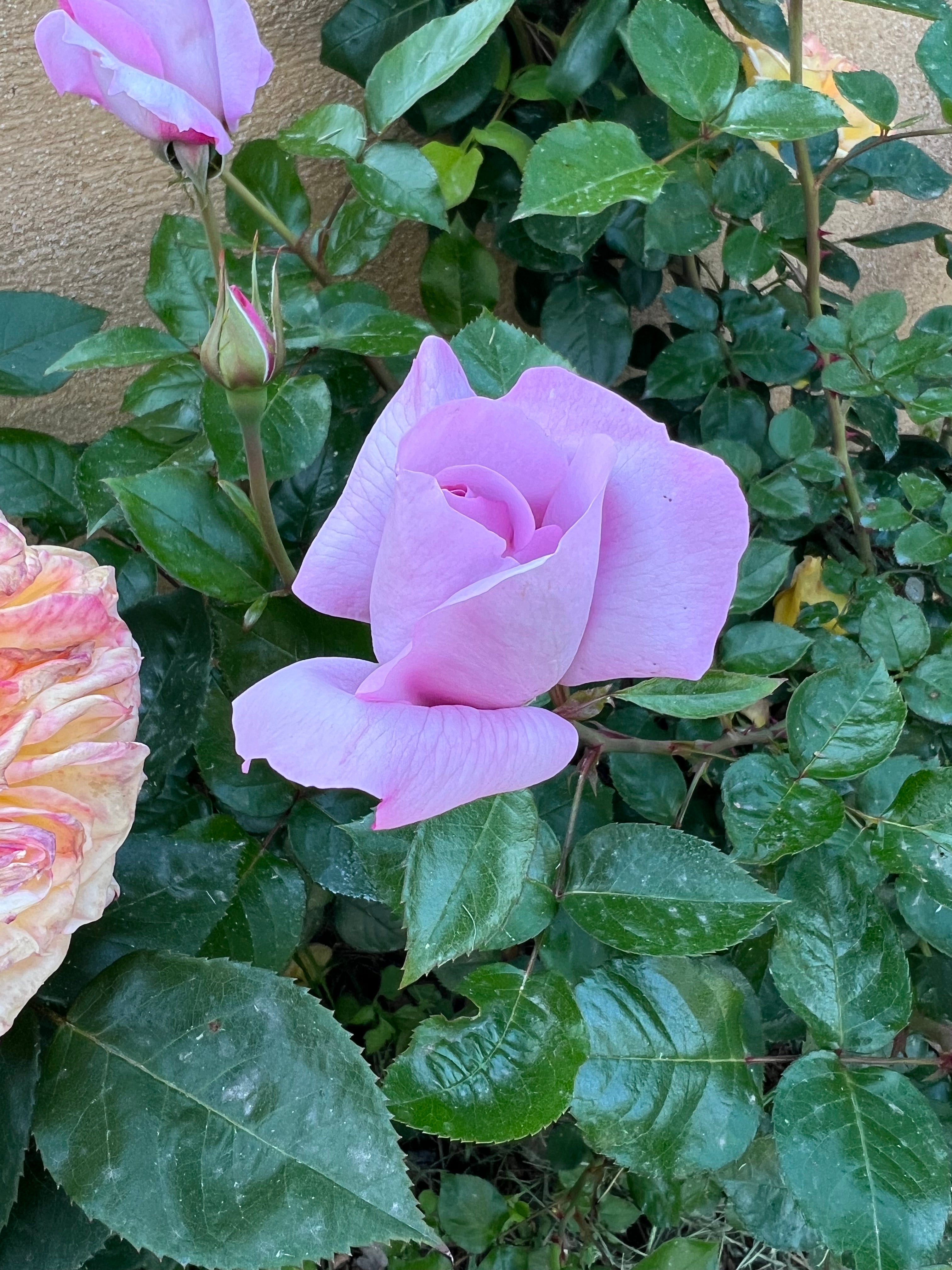 Floribunda Rose - Synactif by Shiseido®