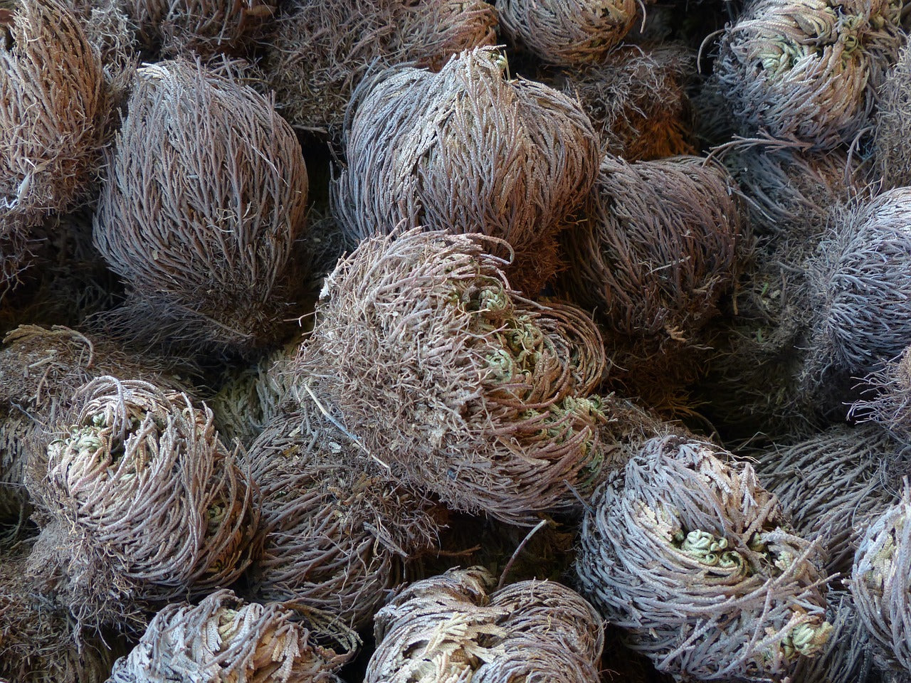 Rose of Jericho-2