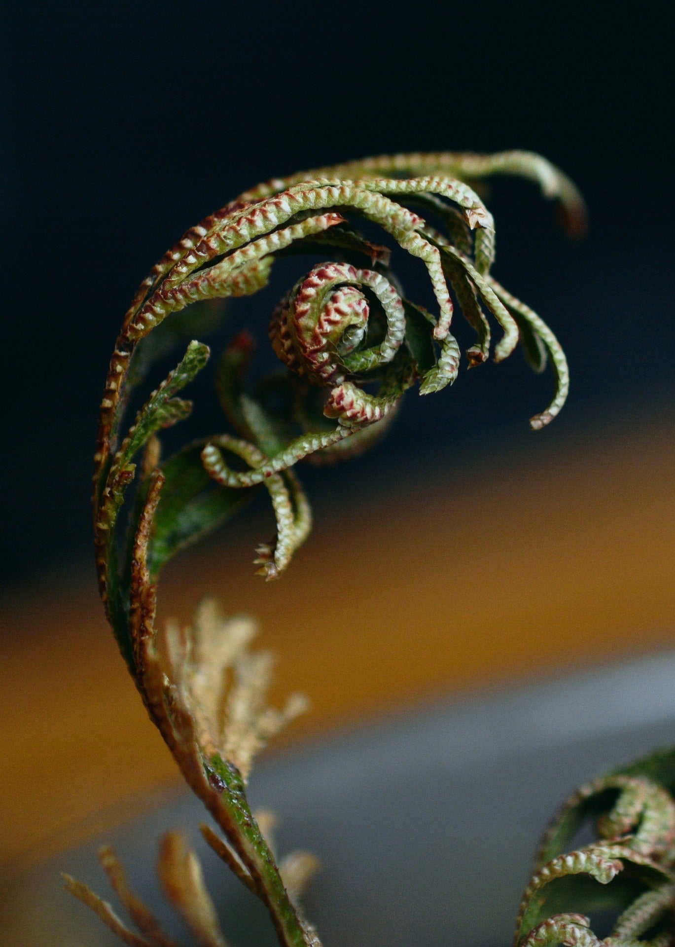 Rose of Jericho-3