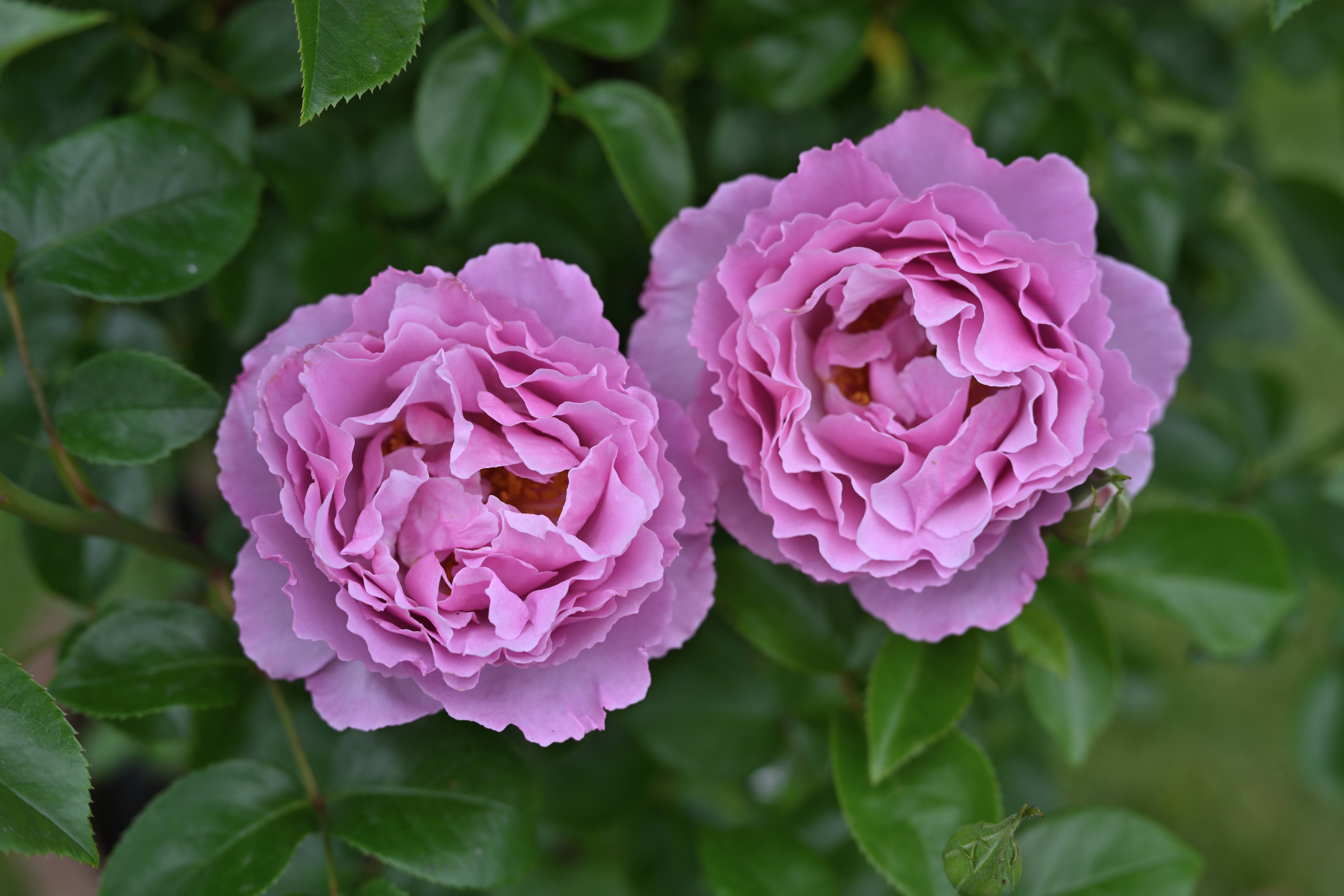 Floribunda Rose - Alexandra David Neel®