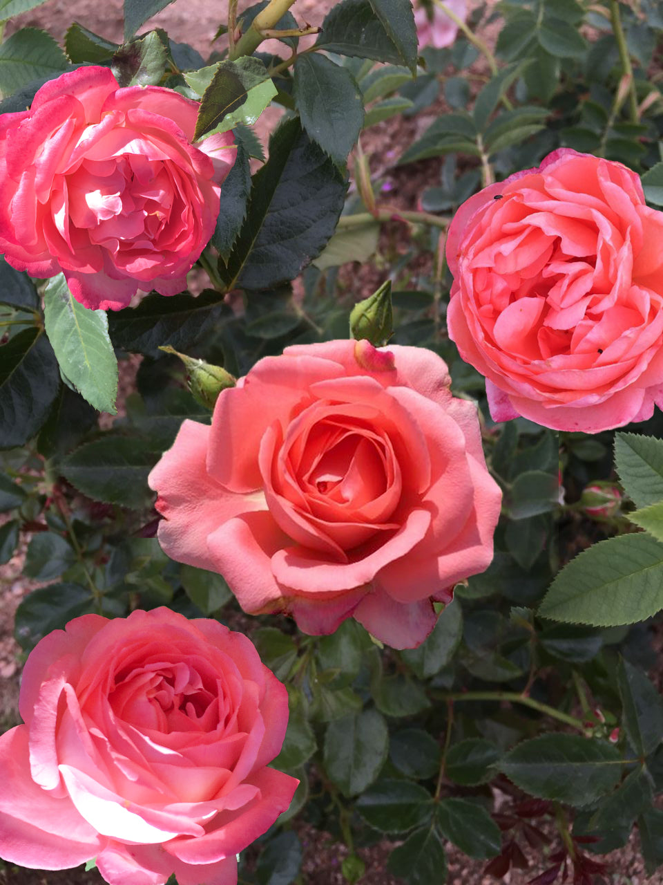 Floribunda Rose - Bijou Corail®