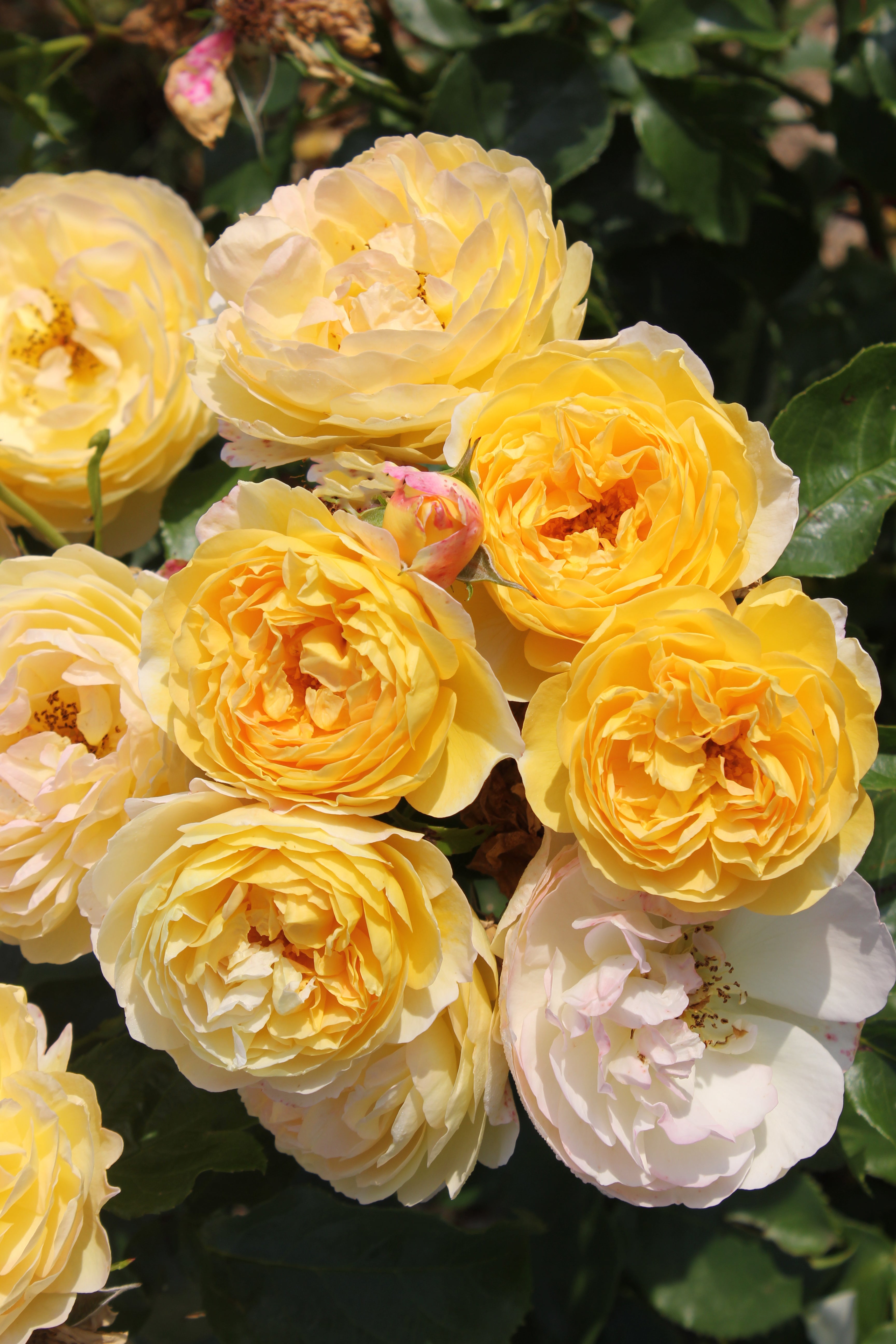 Floribunda Rose - Château de Cheverny®