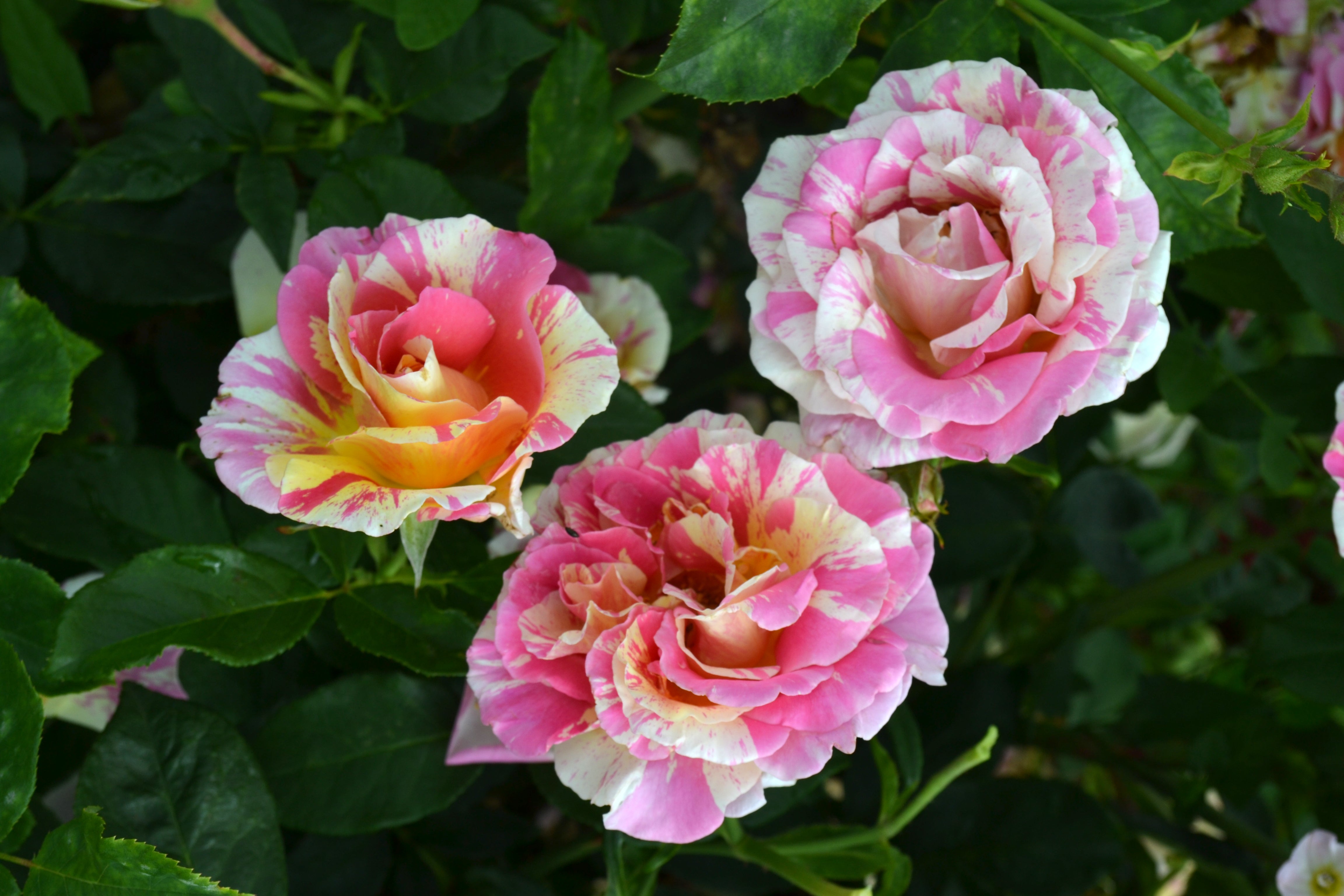 Hybrid Tea Rose - Claude Monet®