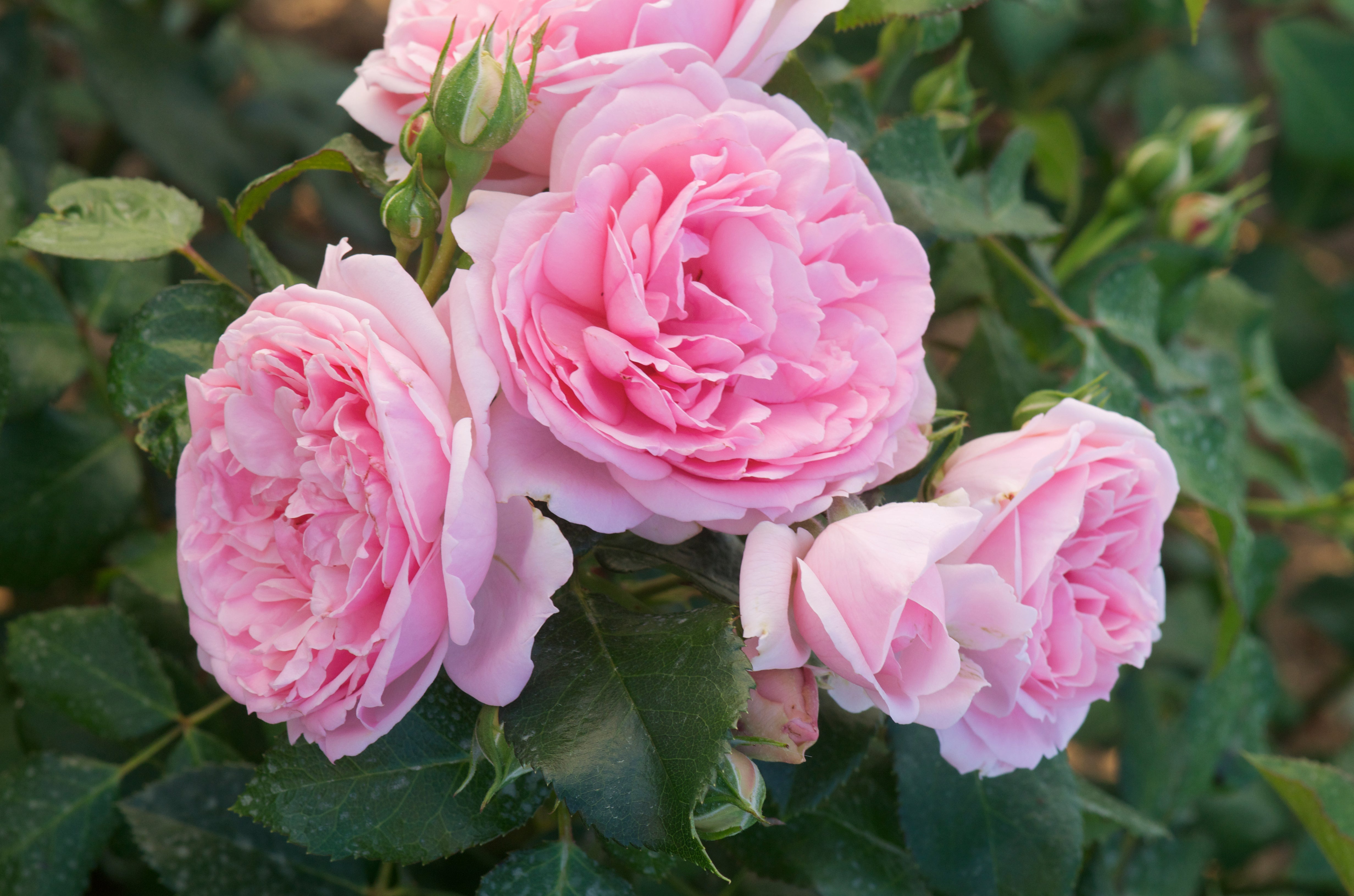 Floribunda Rose - Comtesse de Ségur®