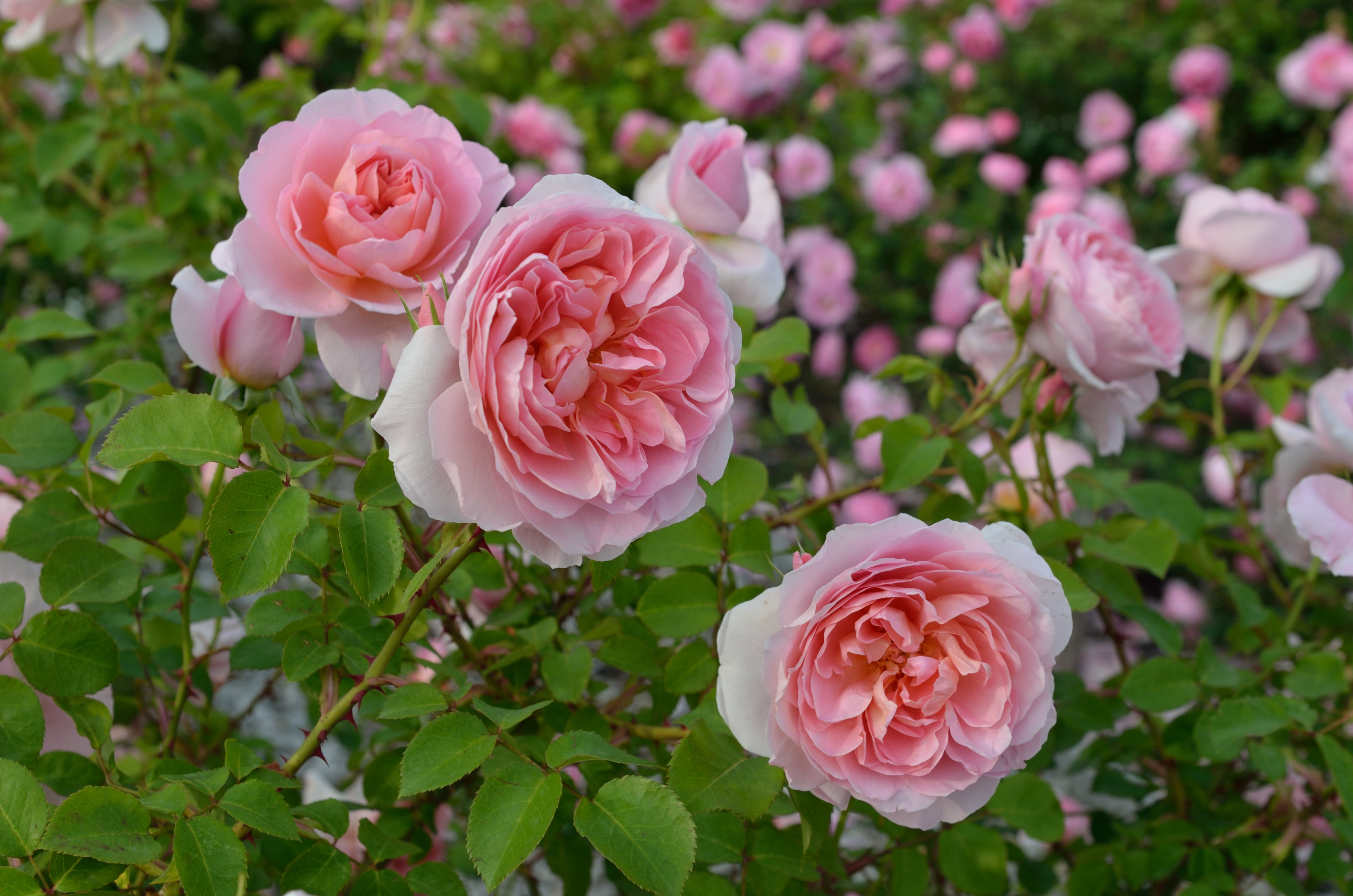 Floribunda Rose - Dames de Chenonceau®