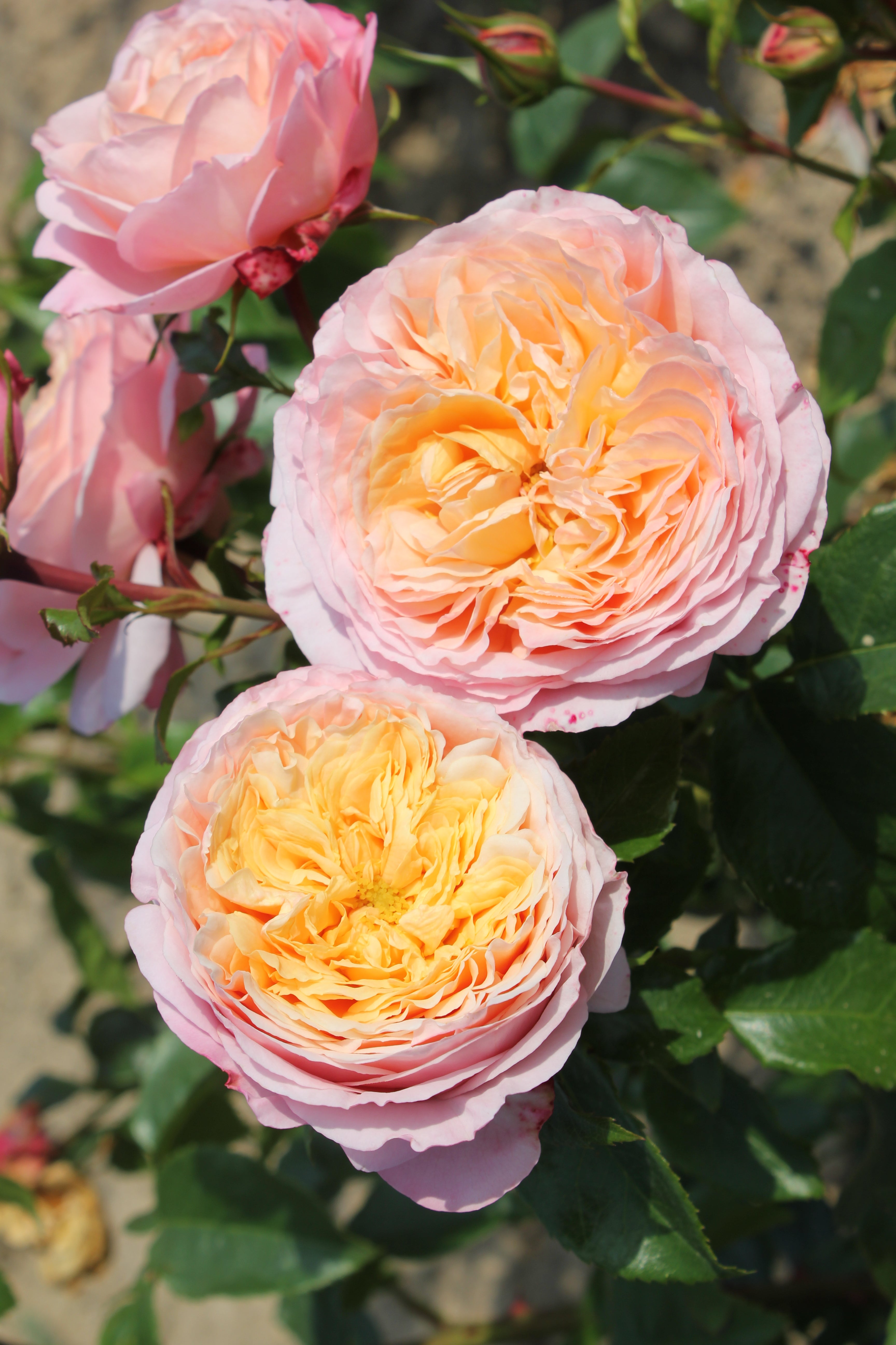 Floribunda Rose - Domaine de Chantilly®