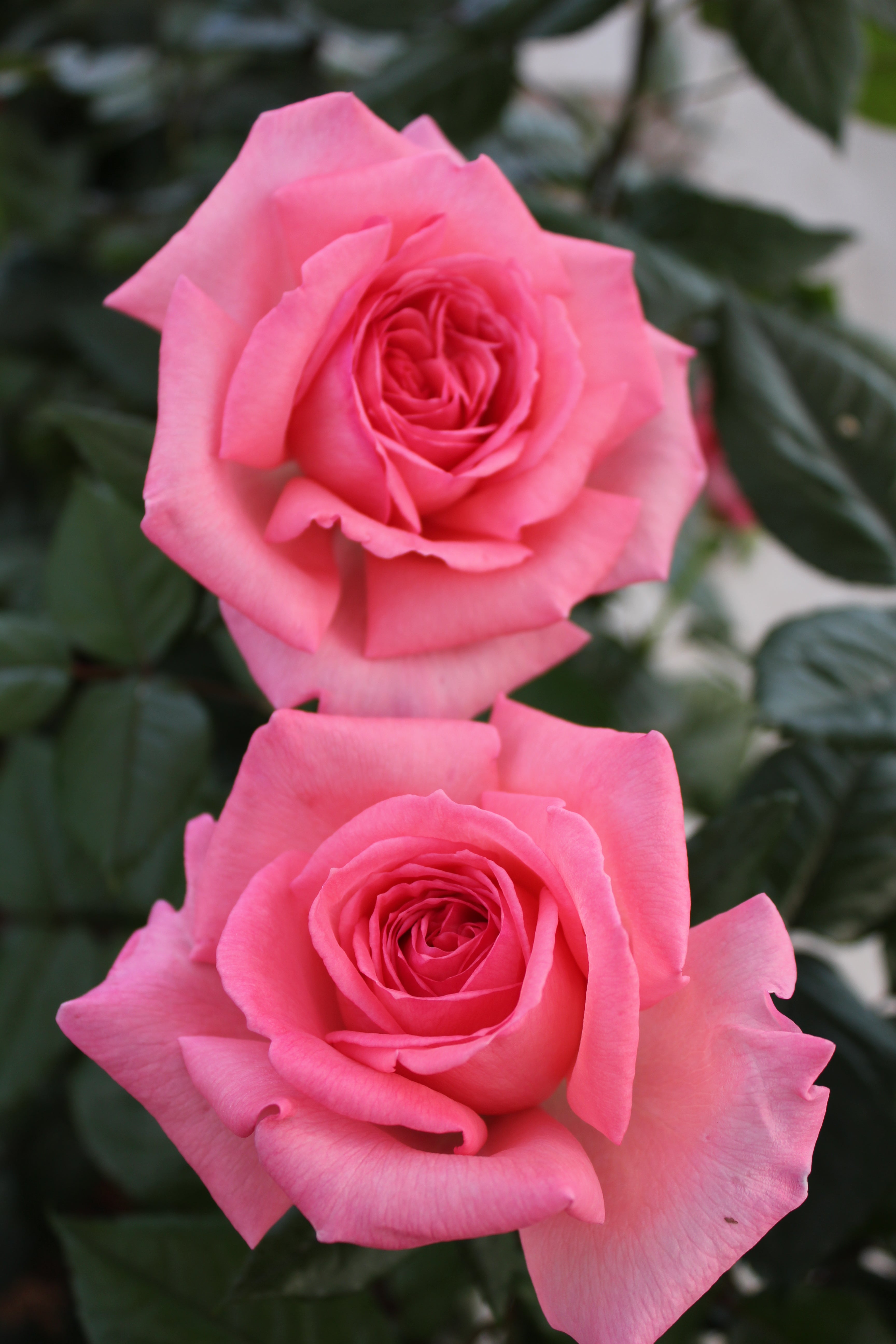 Hybrid Tea Rose - Fragonard®