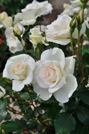 Theehybride Roos - Grand Nord®