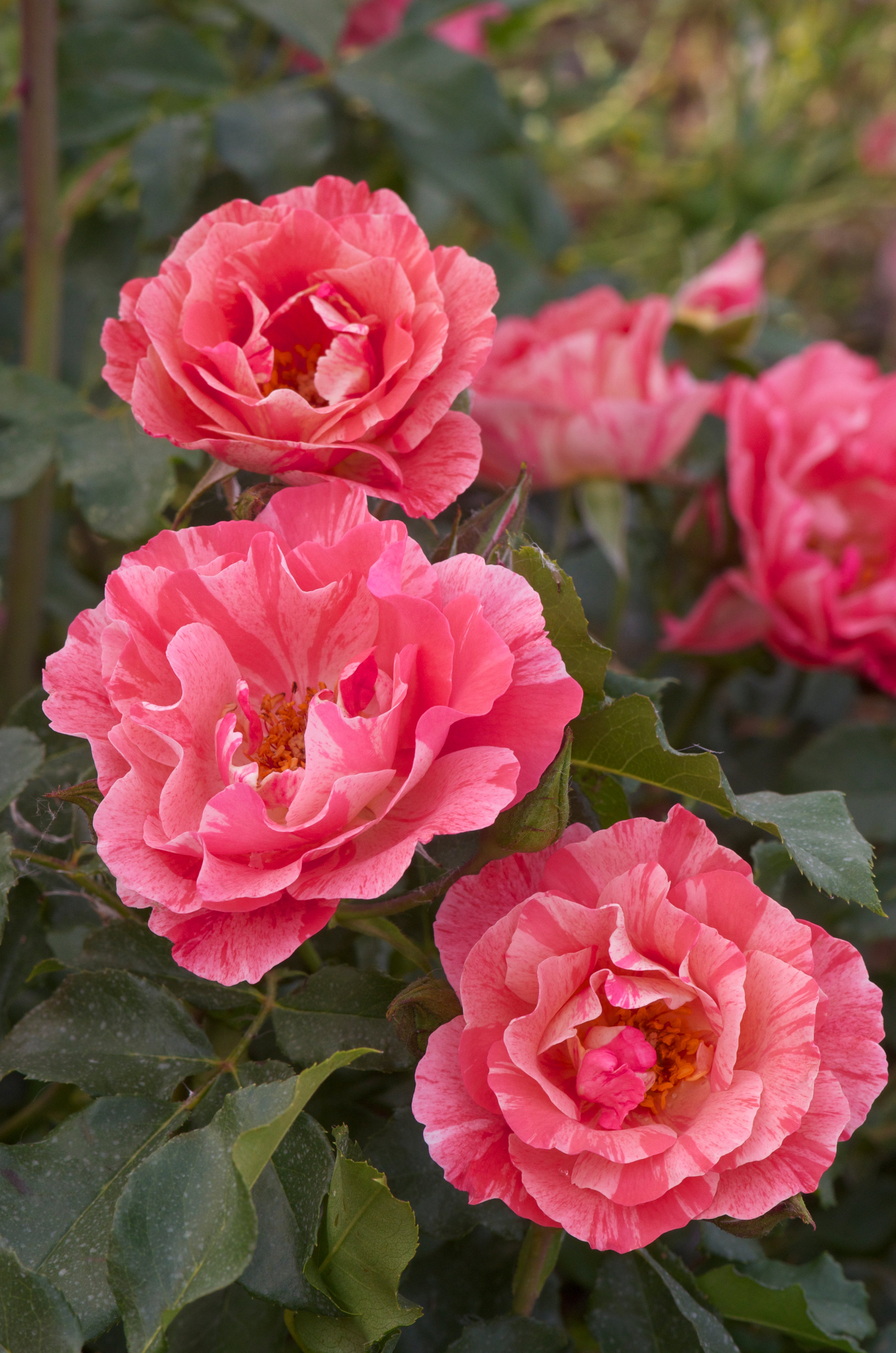 Floribunda Rose - Grimaldi®