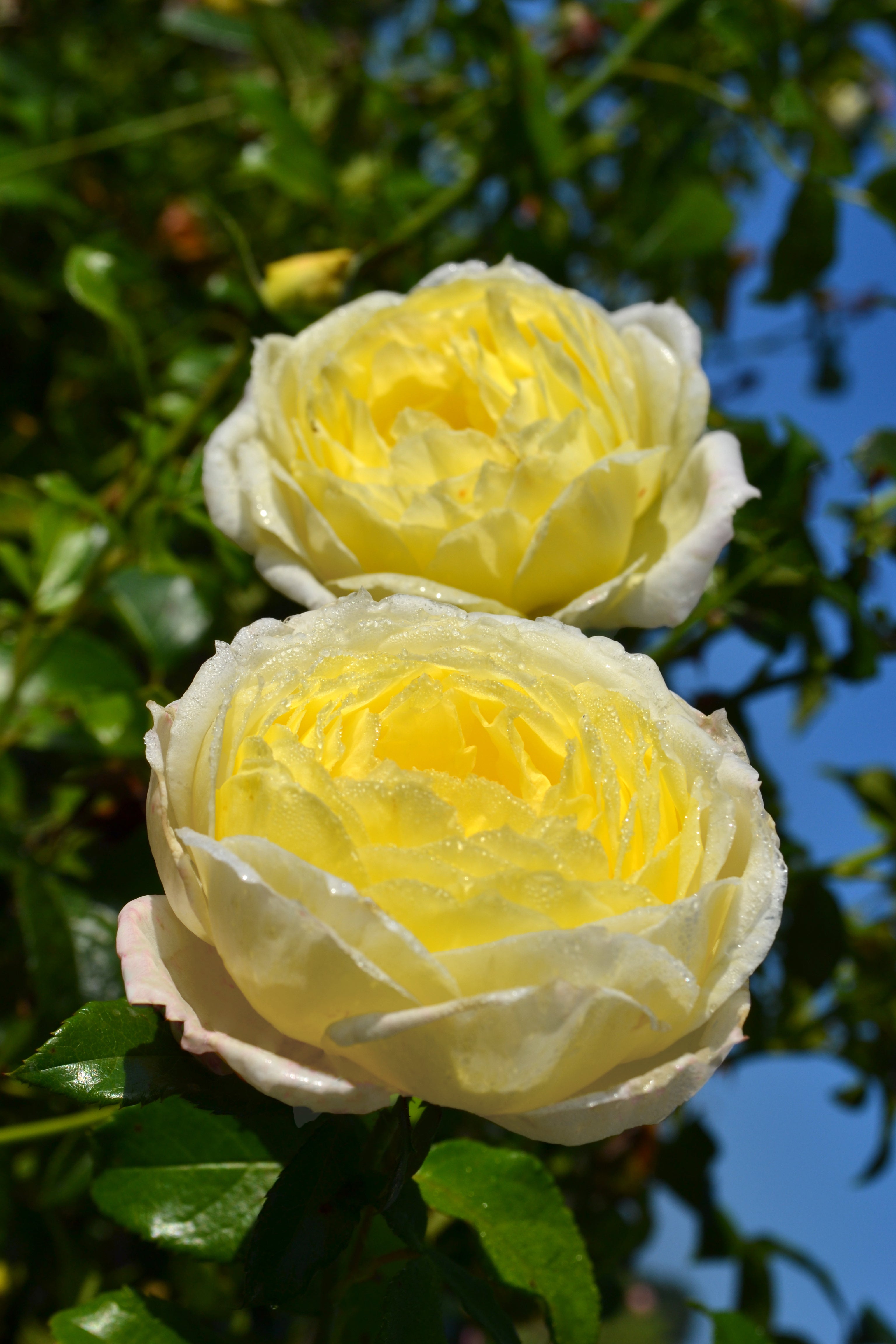 Climbing Rose - Amnesty International®