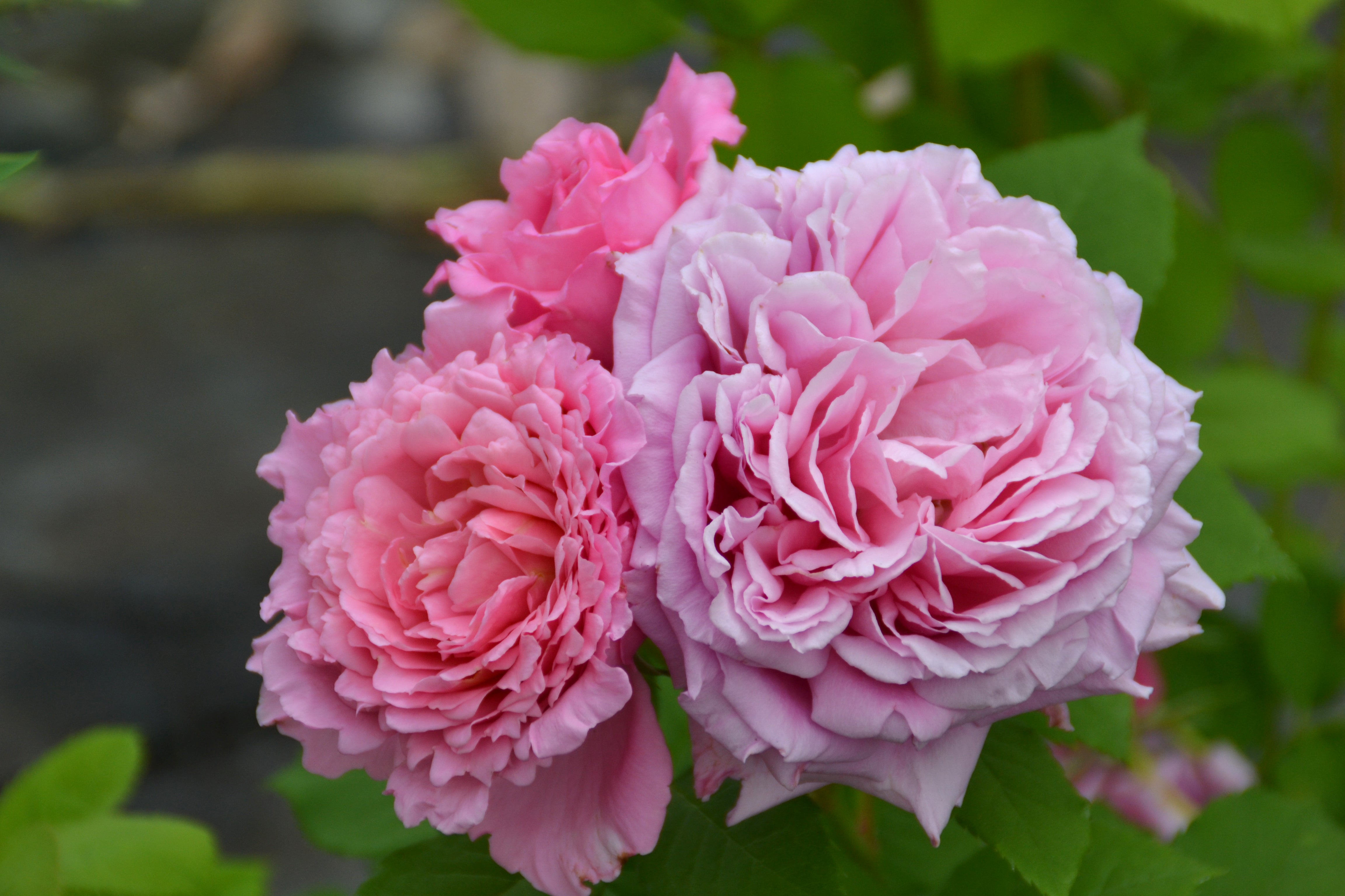 Floribunda Rose - Bienvenue®