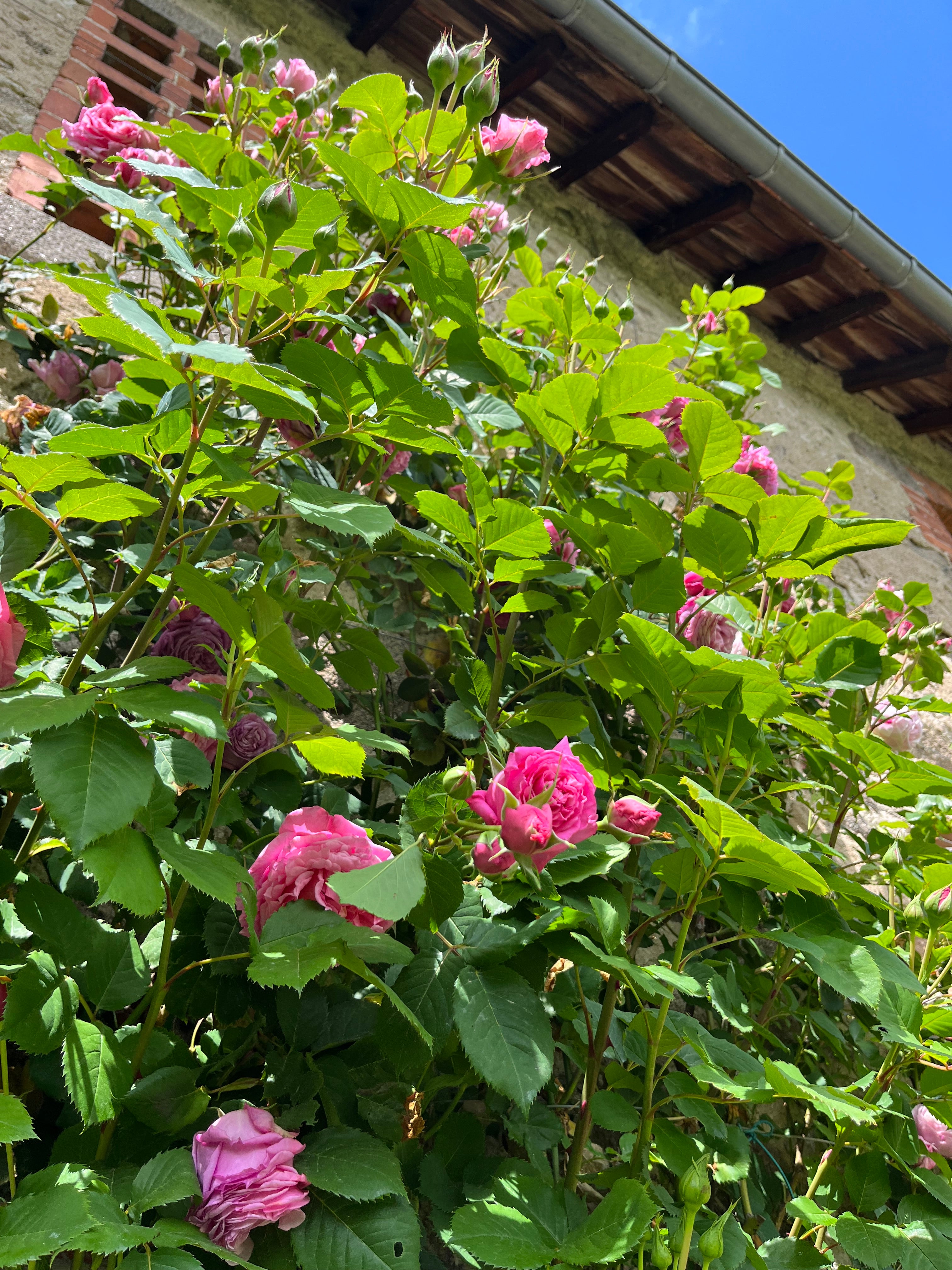 Floribunda Rose - Bienvenue®