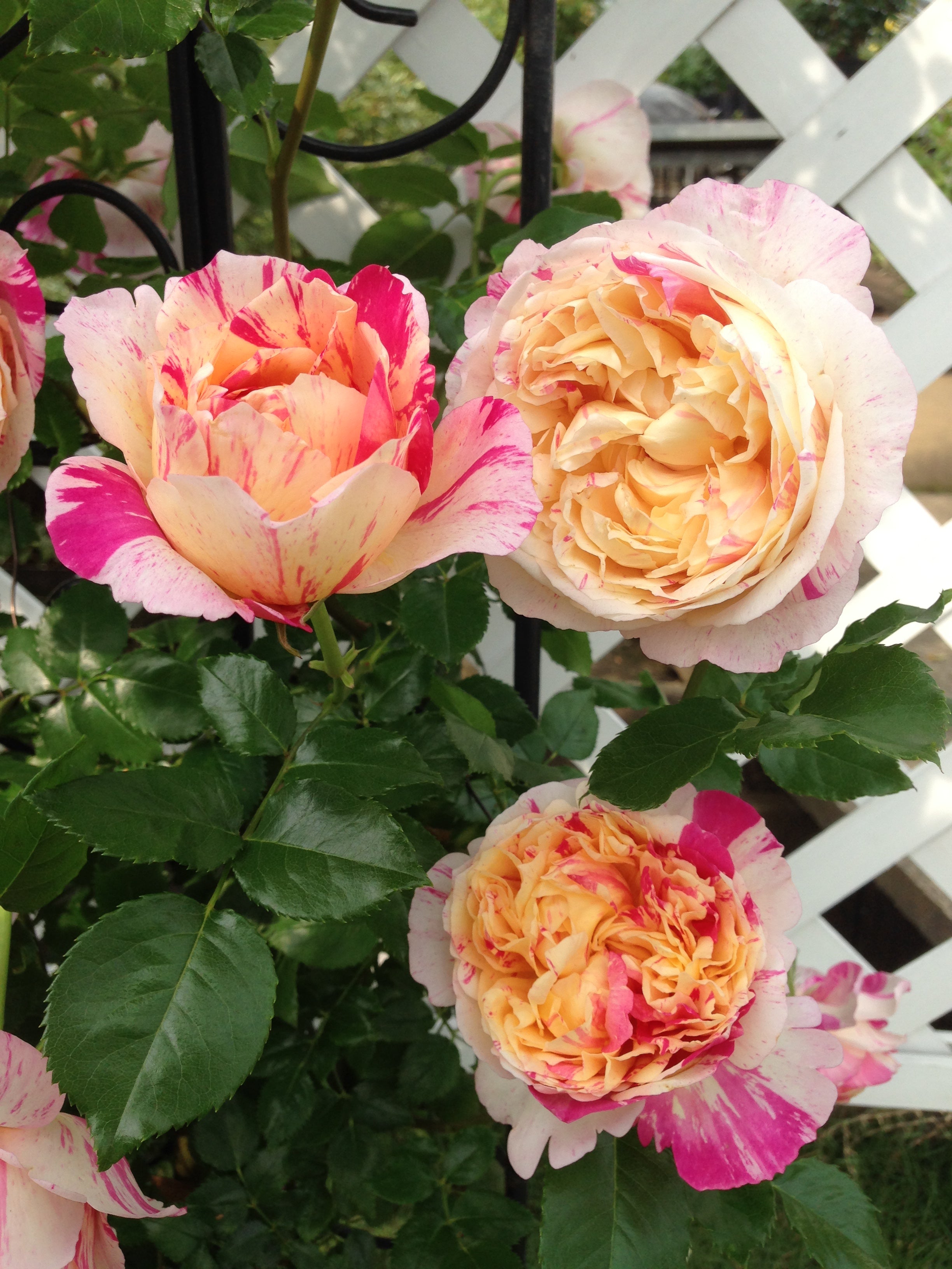 Climbing Rose - Julie Andrieu®