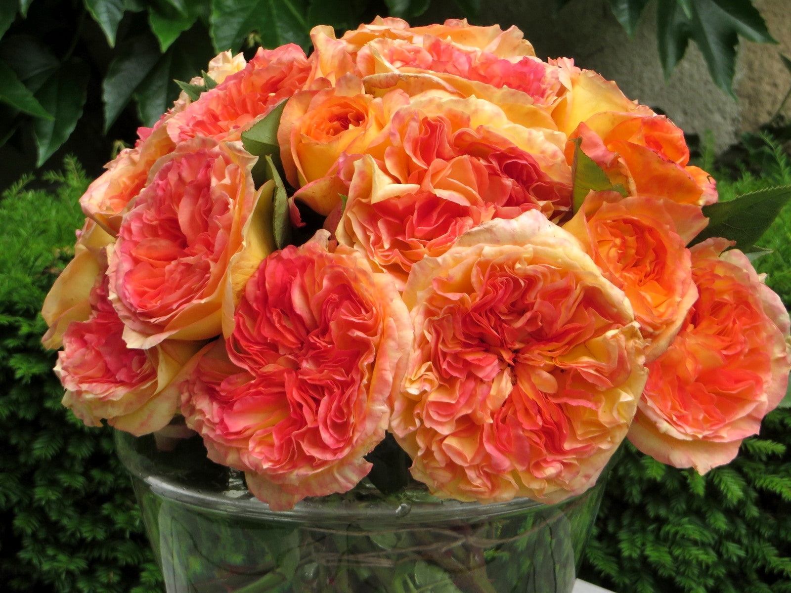 Hybrid Tea Rose - Henri Delbard®