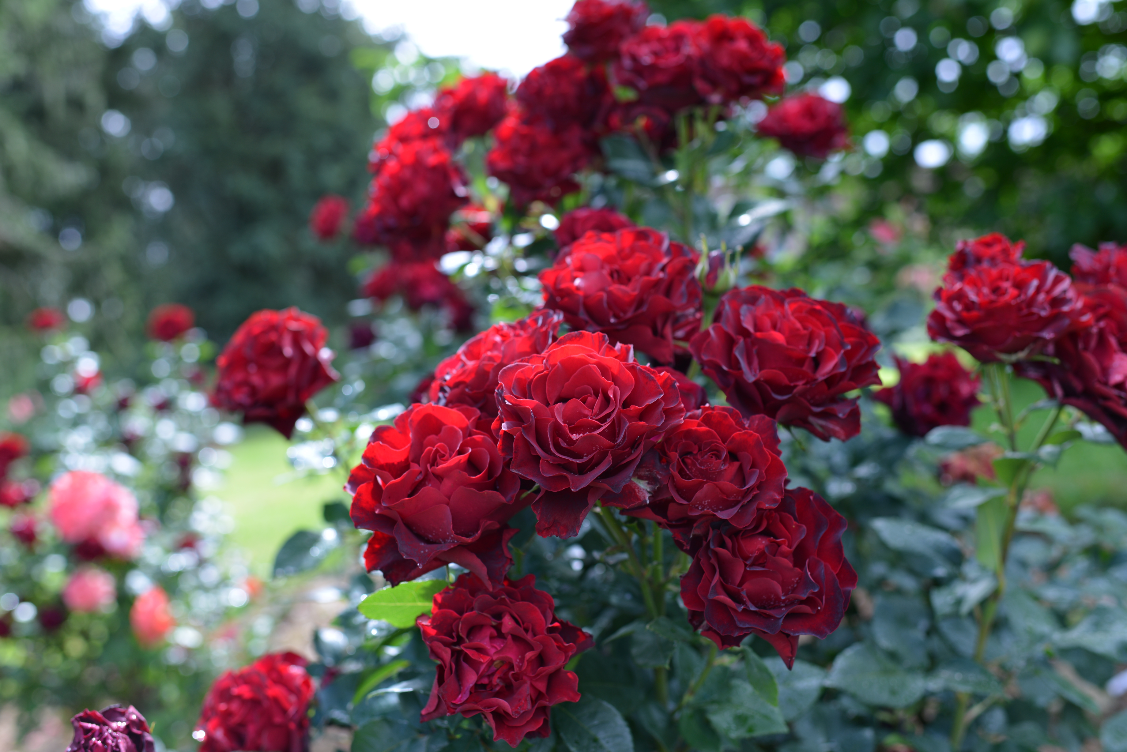Floribunda Rose - Hommage a Barbara® (Heinz Winkler)