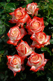 Hybrid Tea Rose - Impératrice Farah®
