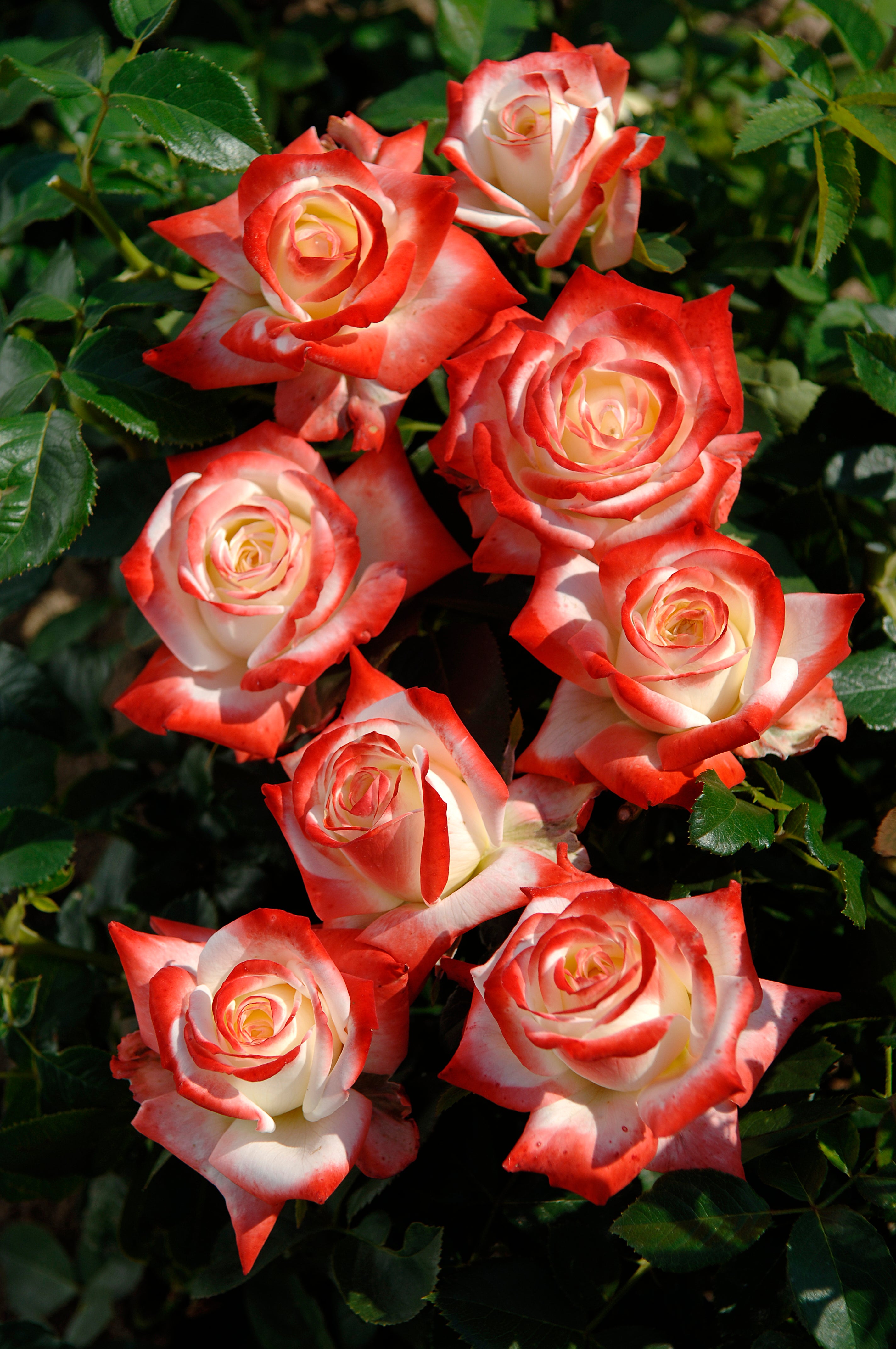 Hybrid Tea Rose - Impératrice Farah®