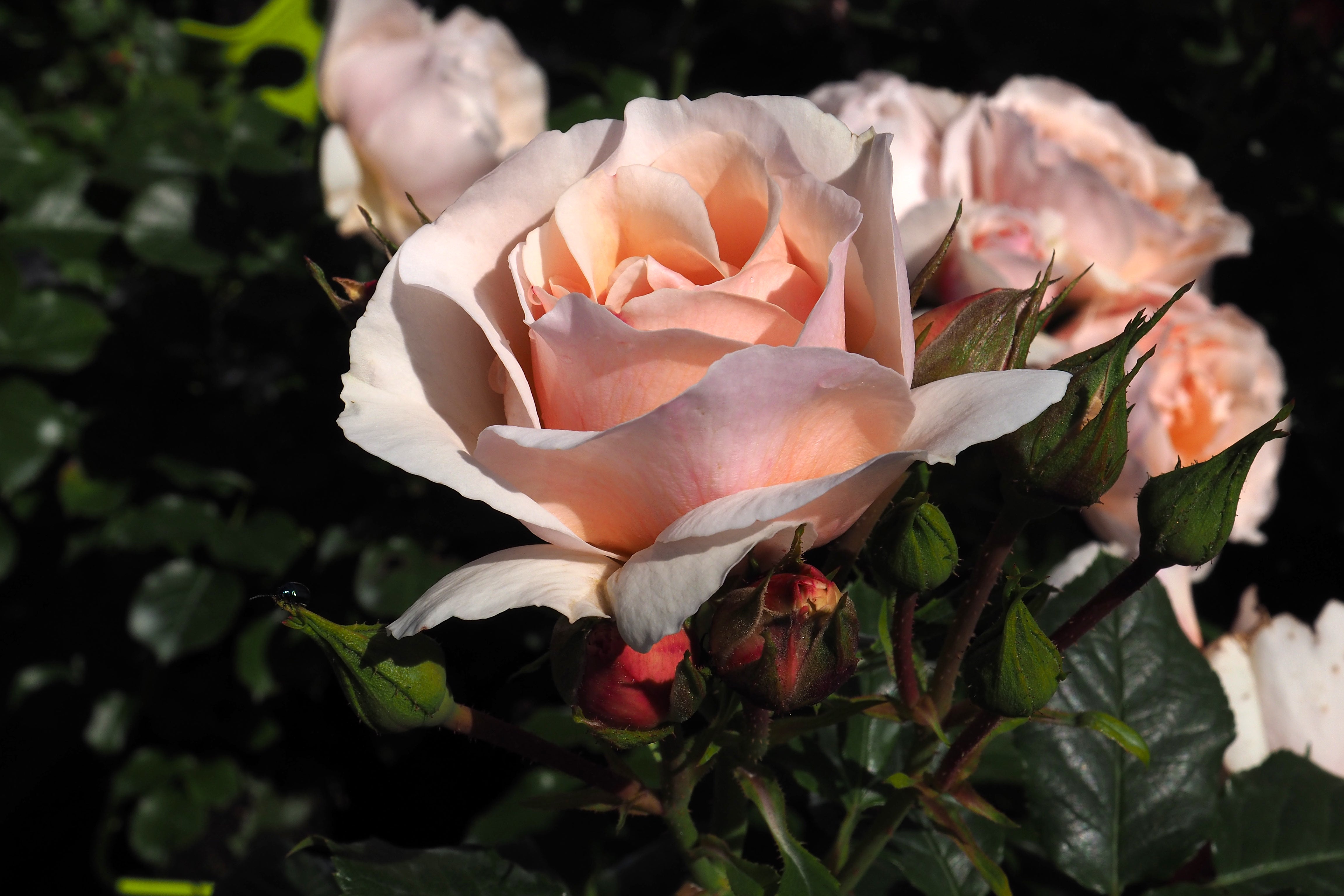 Floribunda Rose - Jardin des Tuileries®