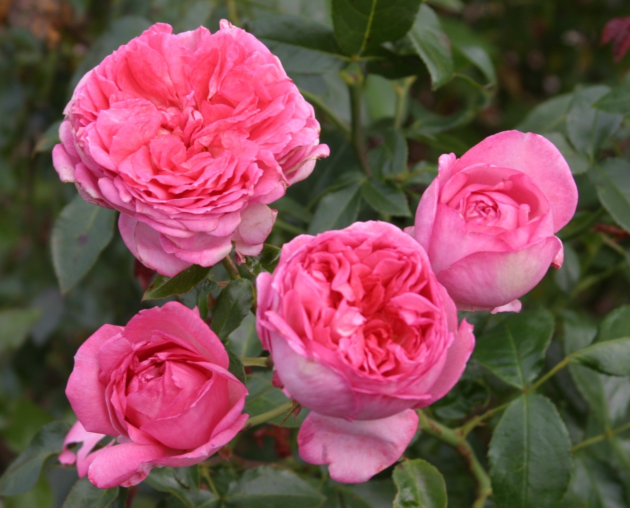 Floribunda Rose de Molinard®