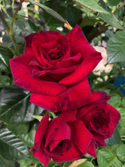 Rosier Hybride de Thé - La Rose Monsieur®