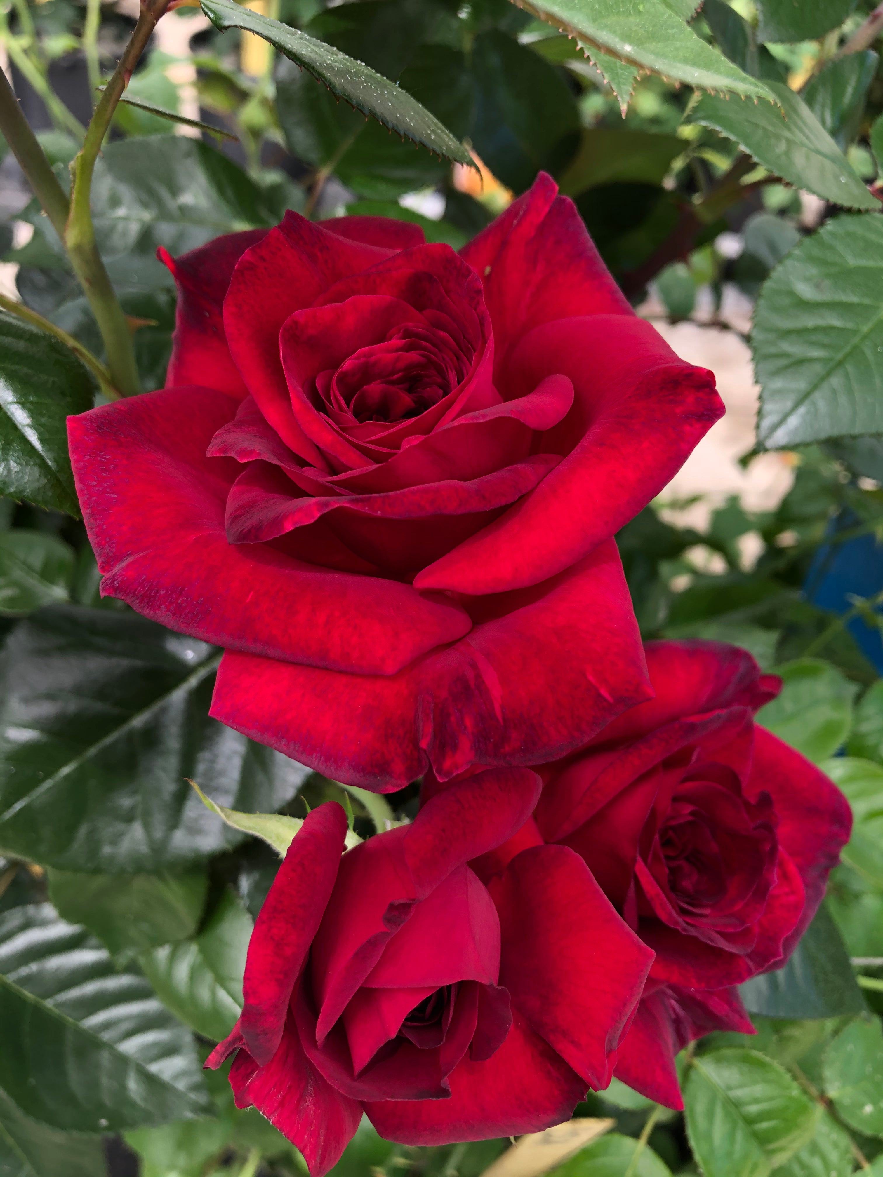 Hybrid Tea Rose - La Rose Monsieur®
