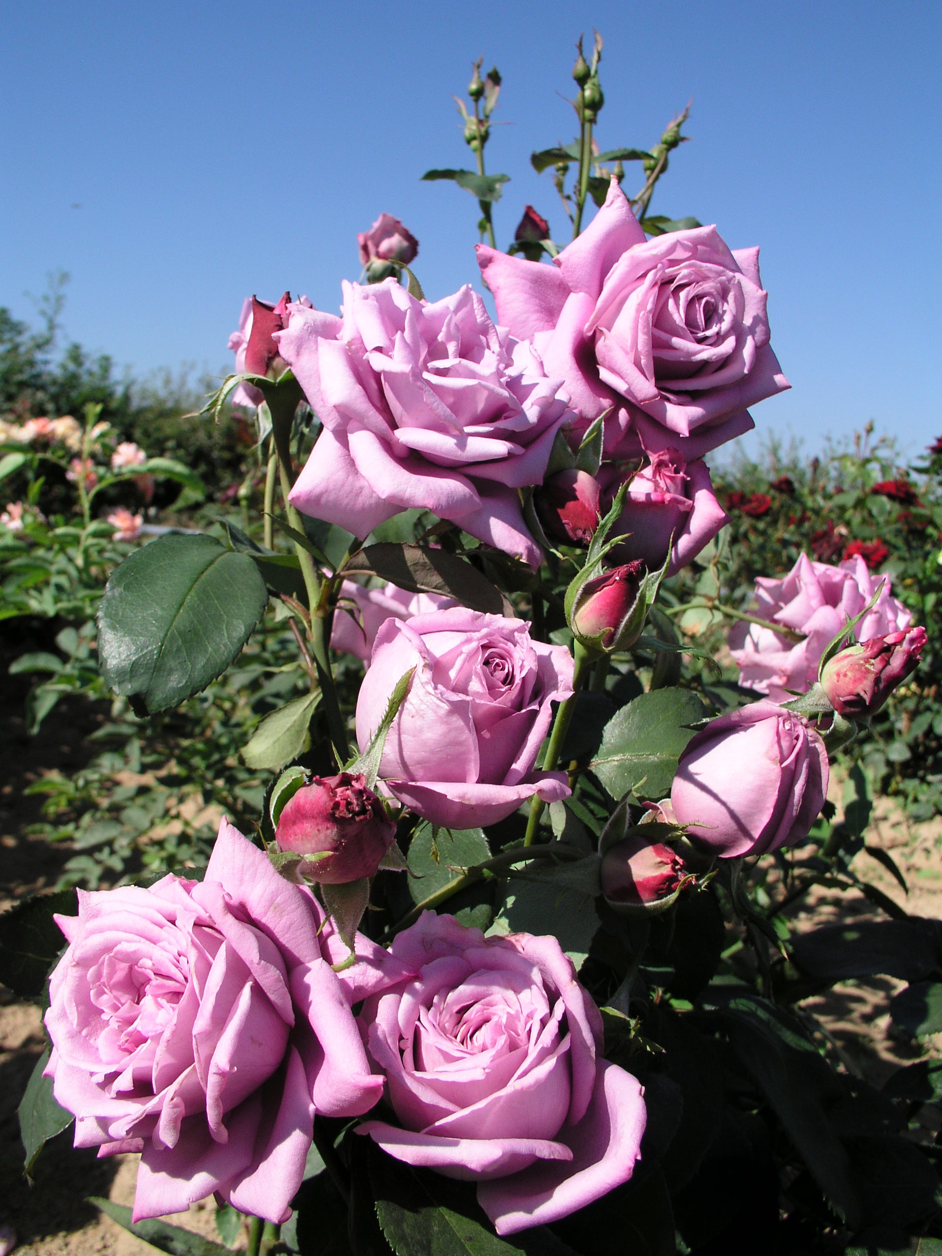 Hybrid Tea Rose - Mamy Blue®