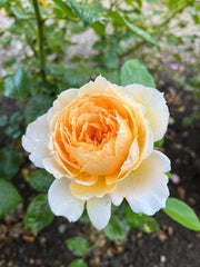 Floribunda Rose - Patrick Devedjian®