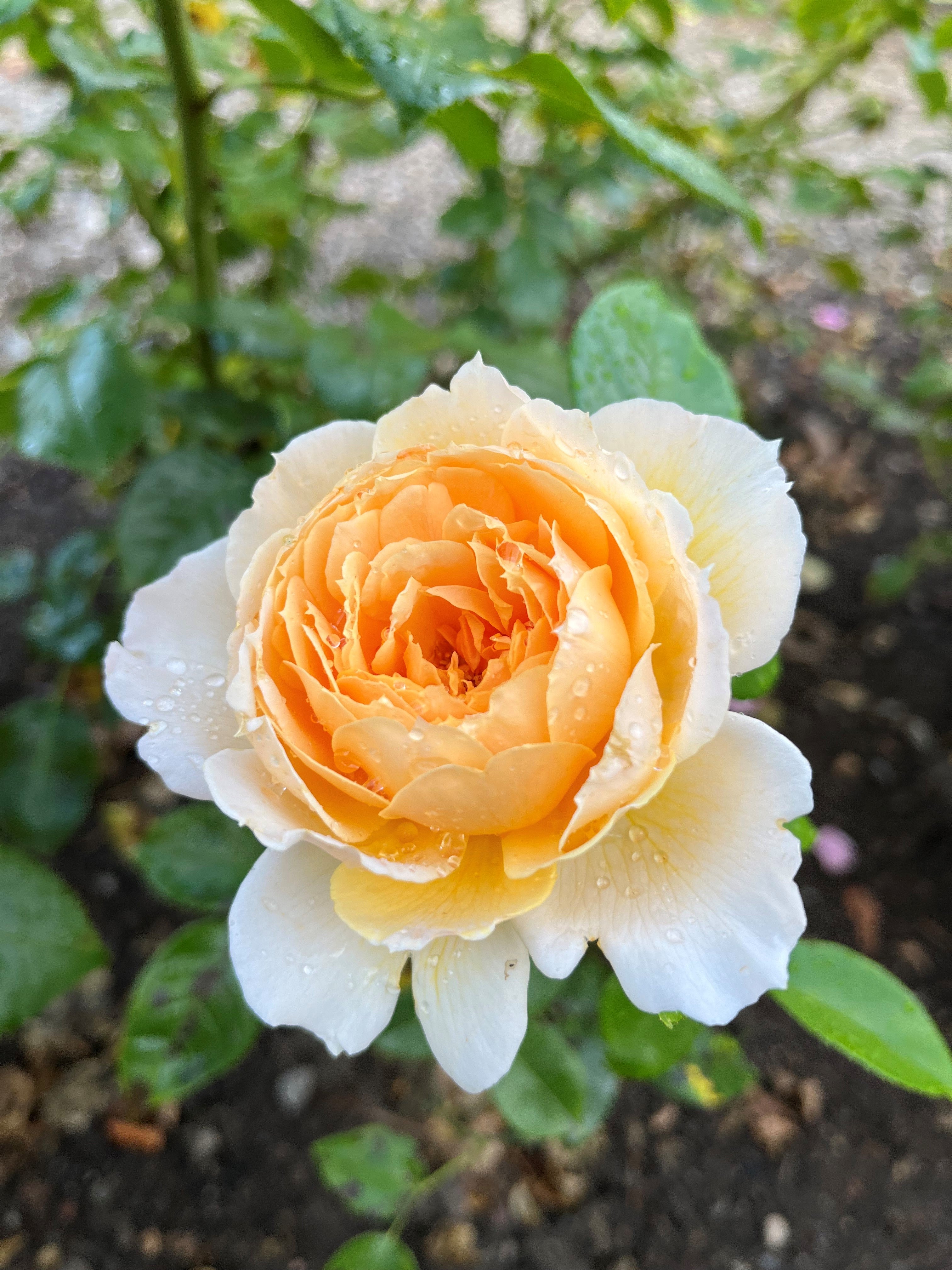 Floribunda Rose - Patrick Devedjian®