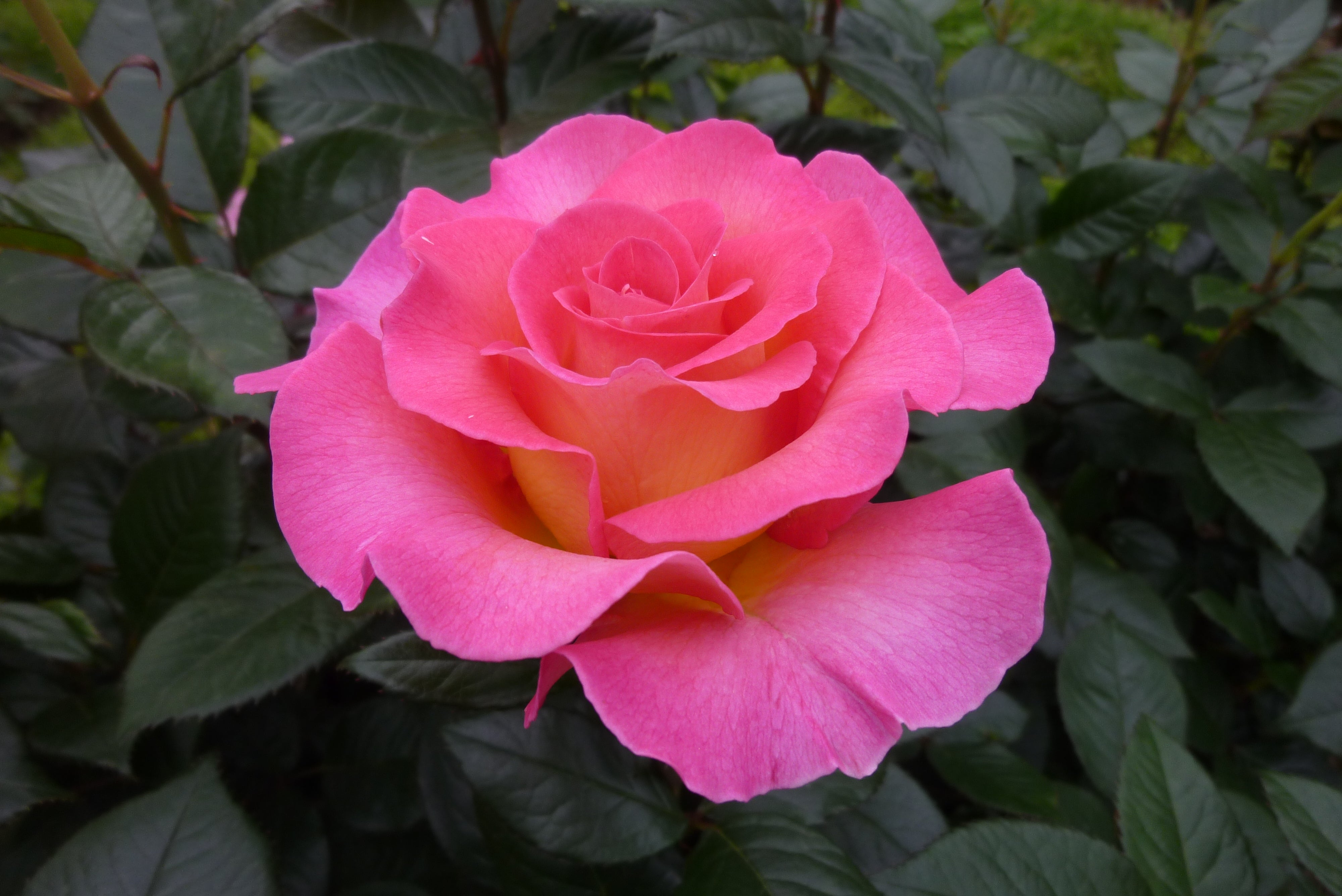Edelrose - Pink Paradise®
