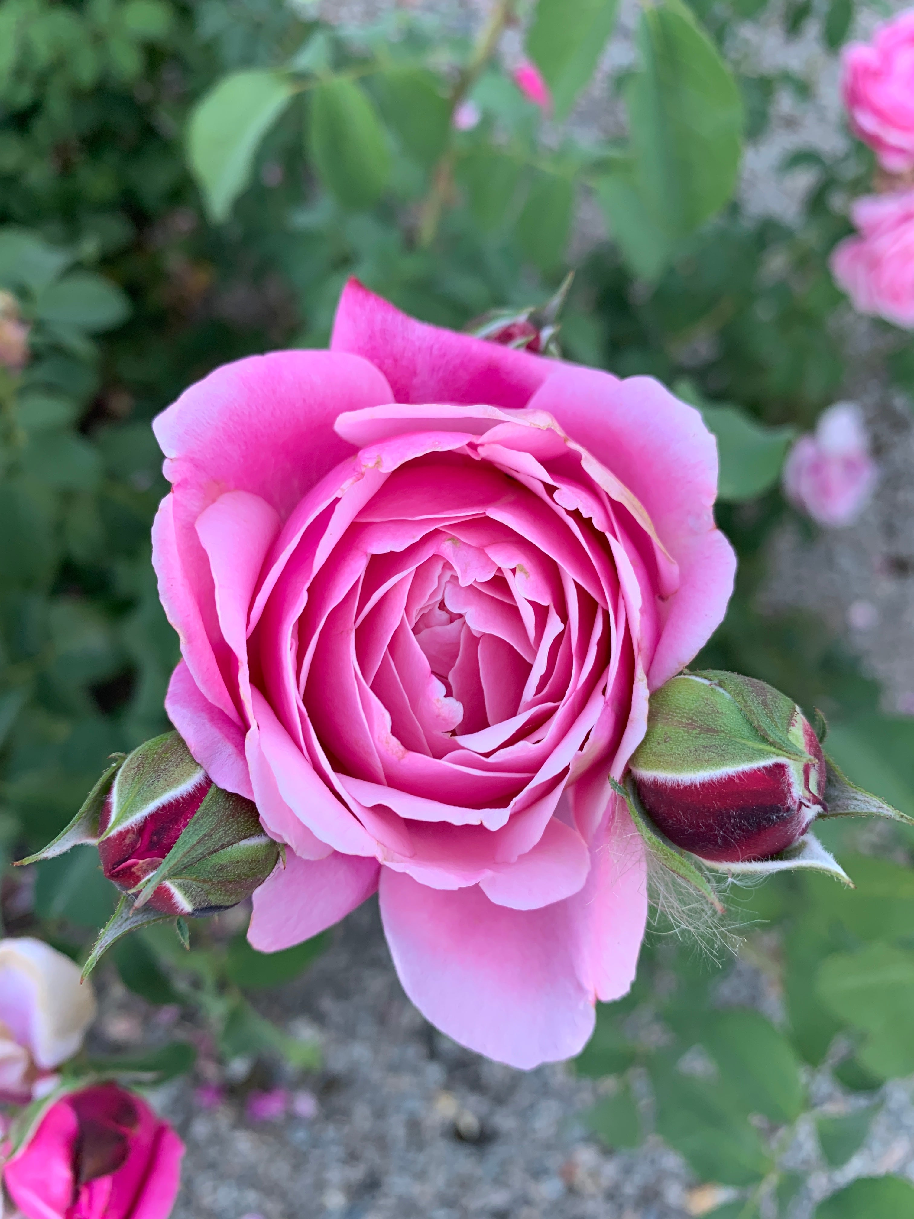 Floribunda Rose - Soeur Emmanuelle® (Dieter Müller)