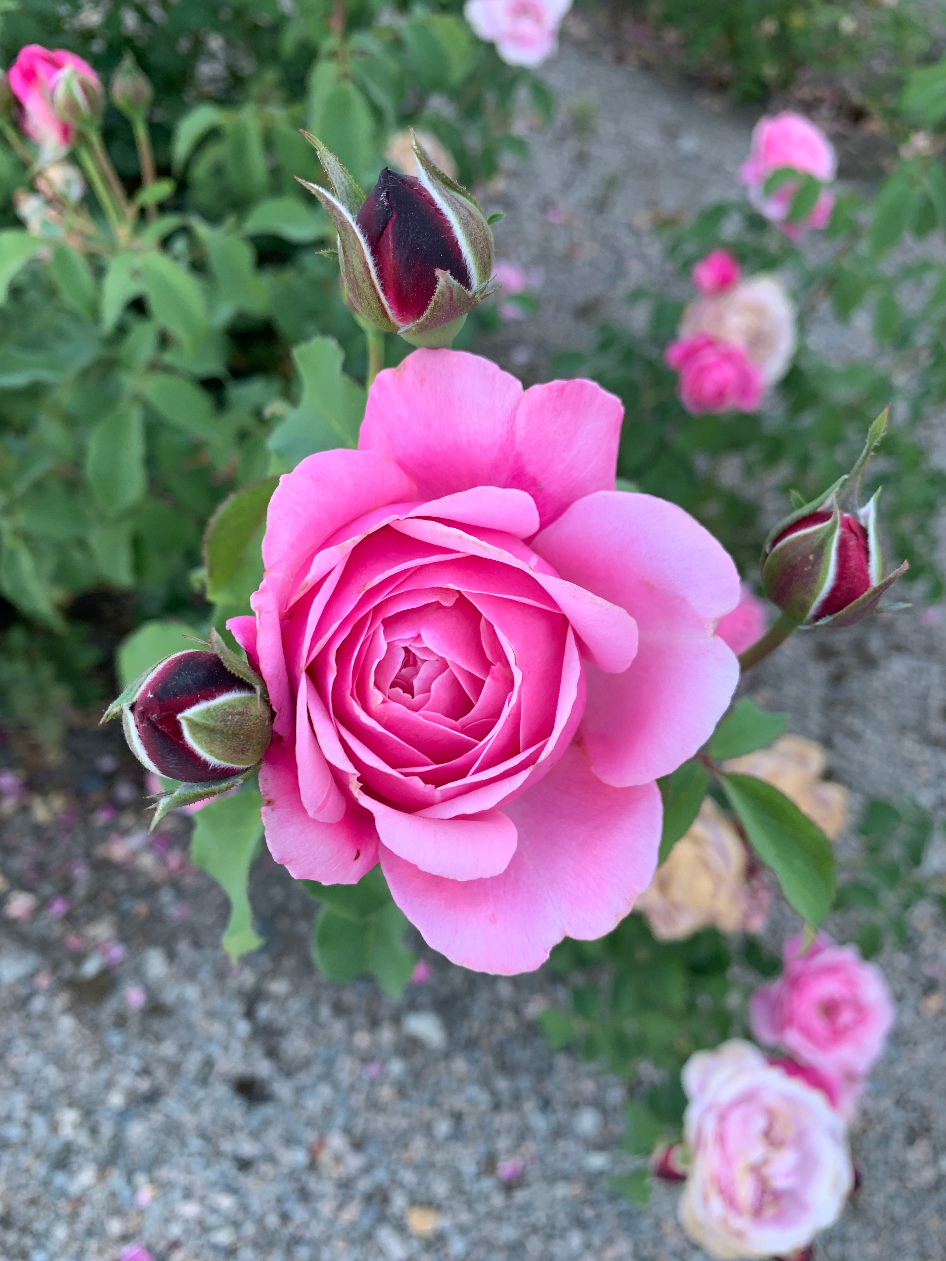 Floribunda Rose - Soeur Emmanuelle® (Dieter Müller)