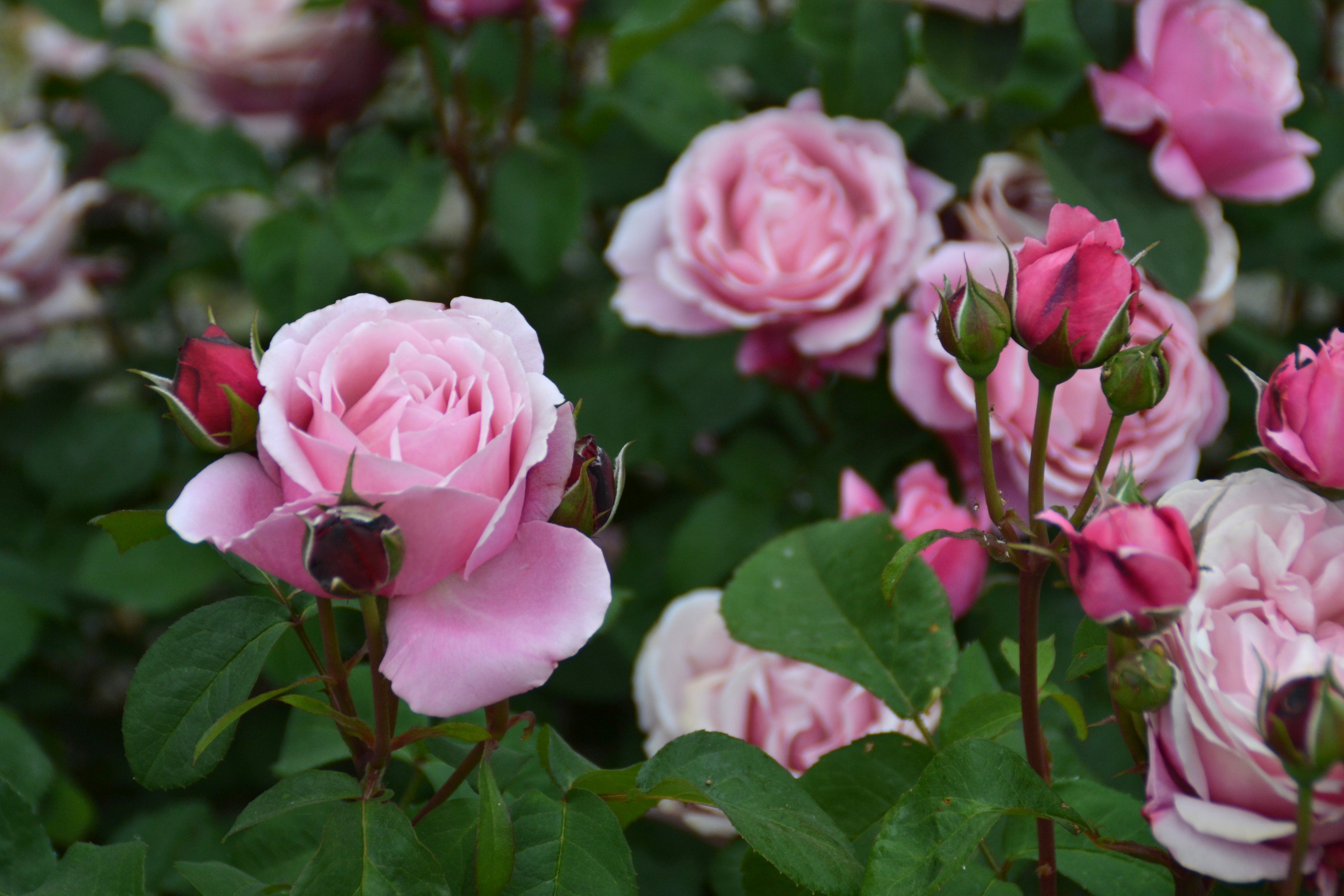 Floribunda Rose - Soeur Emmanuelle® (Dieter Müller)