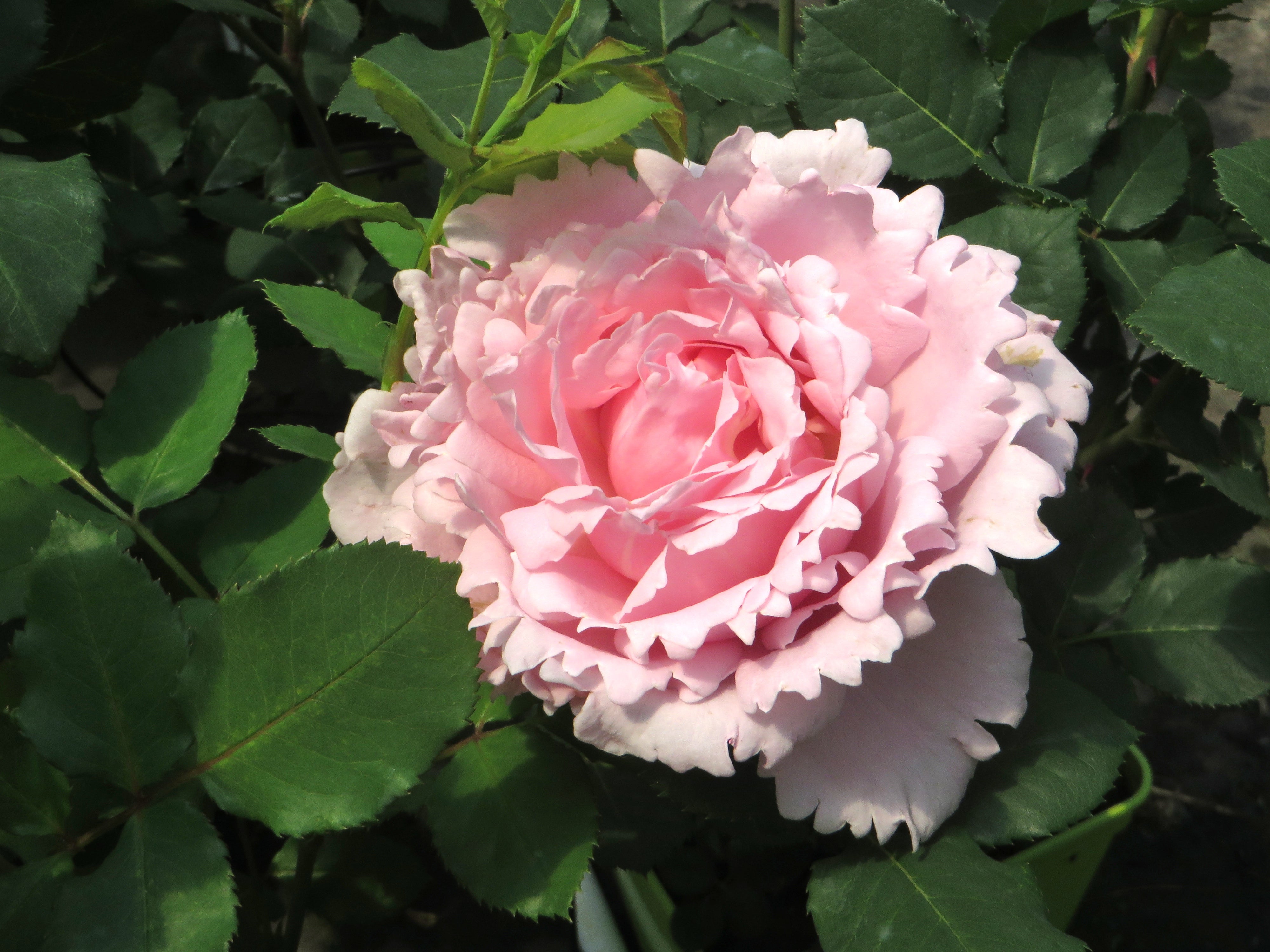 Hybrid Tea Rose - Sophie Rochas®