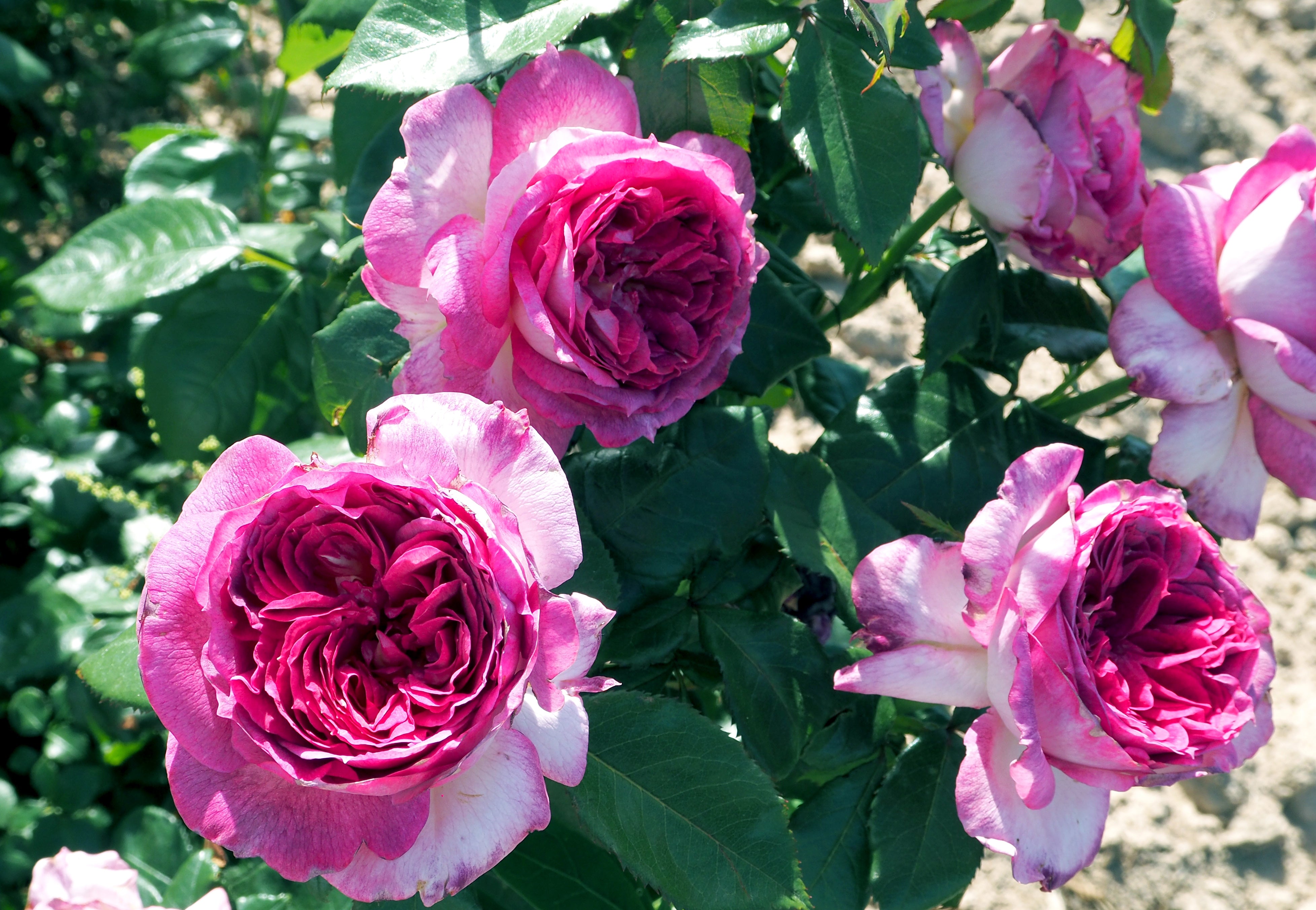 Floribunda Rose - Thierry Marx®