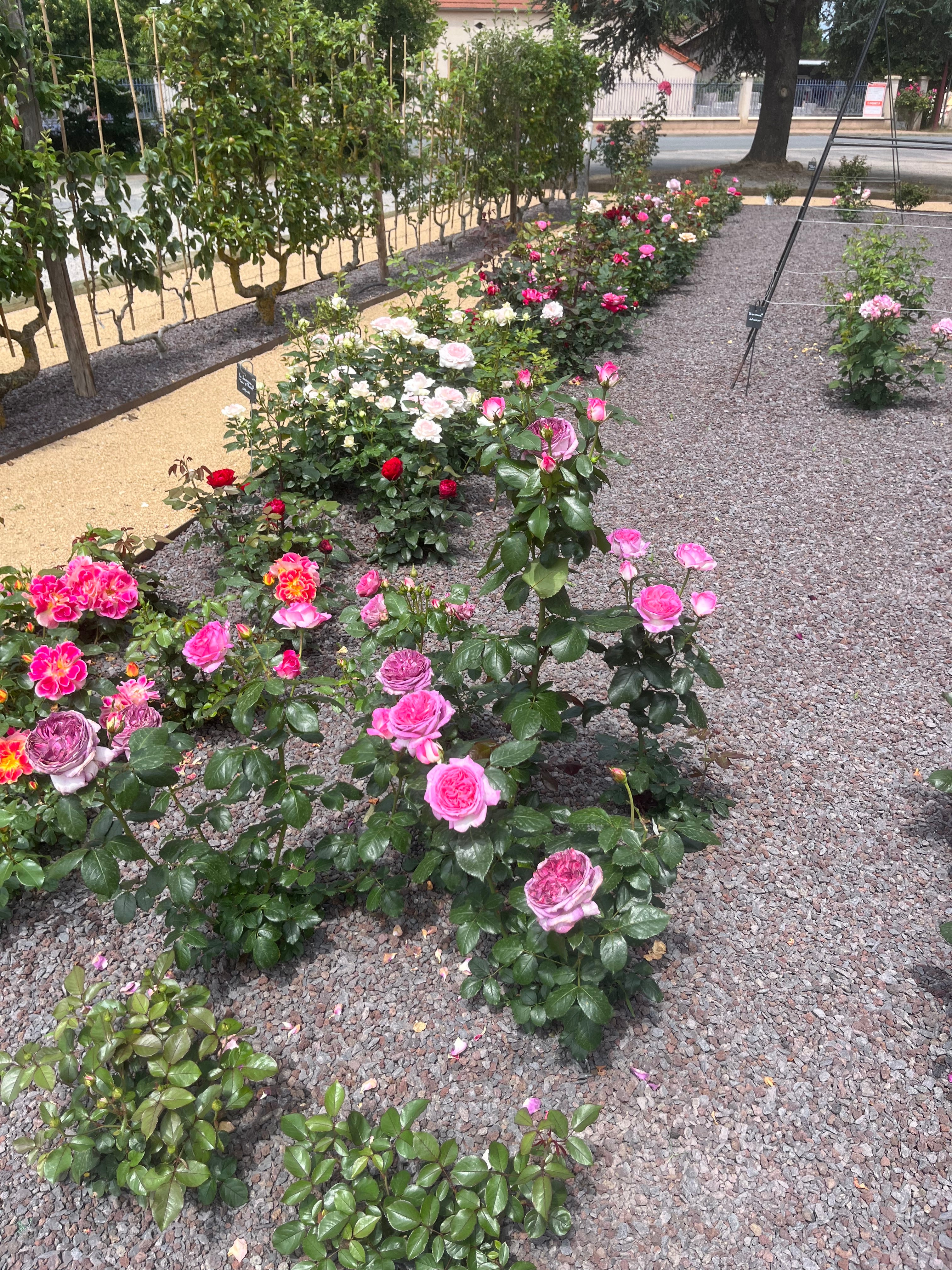 Floribunda Rose - Thierry Marx®