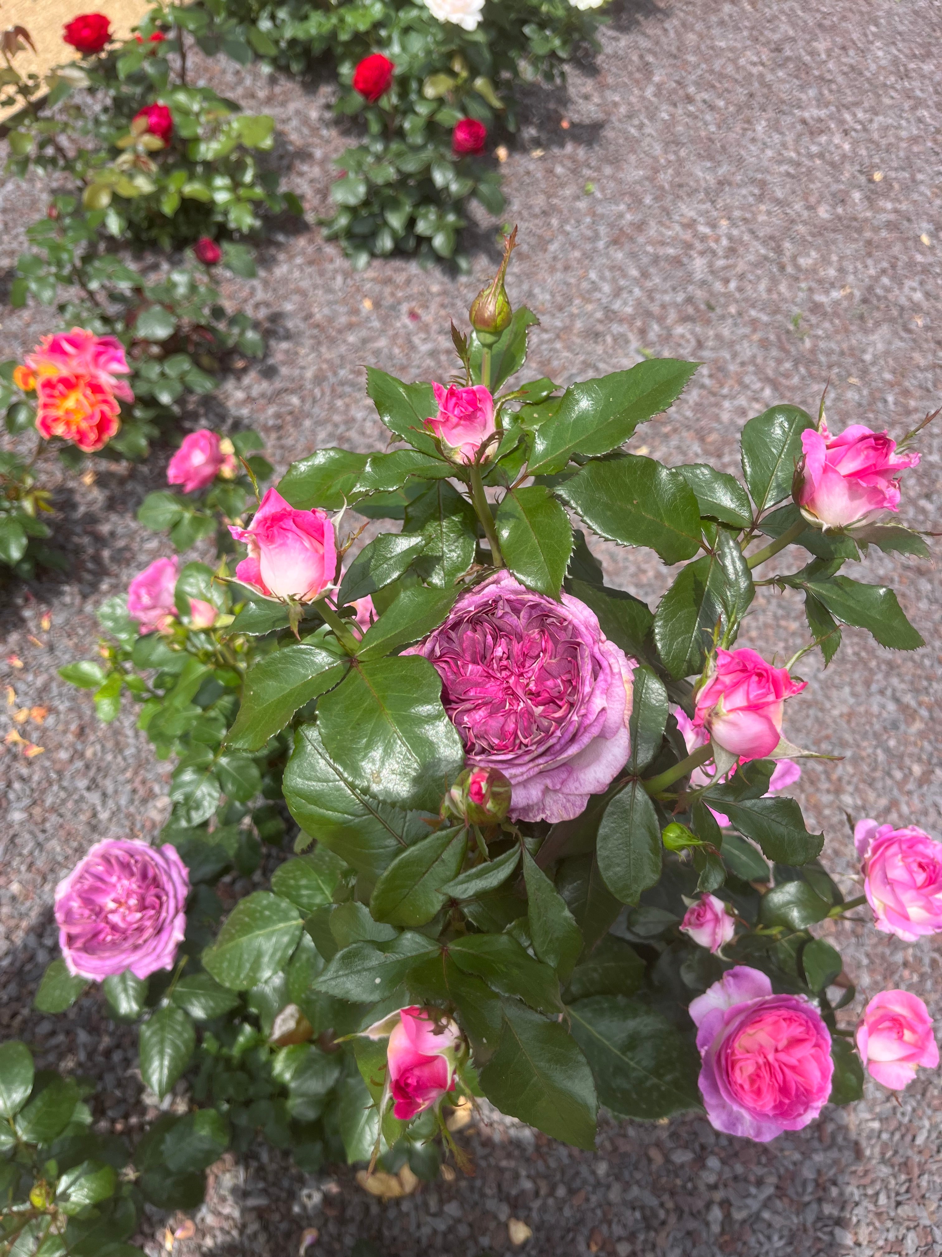 Floribunda Rose - Thierry Marx®