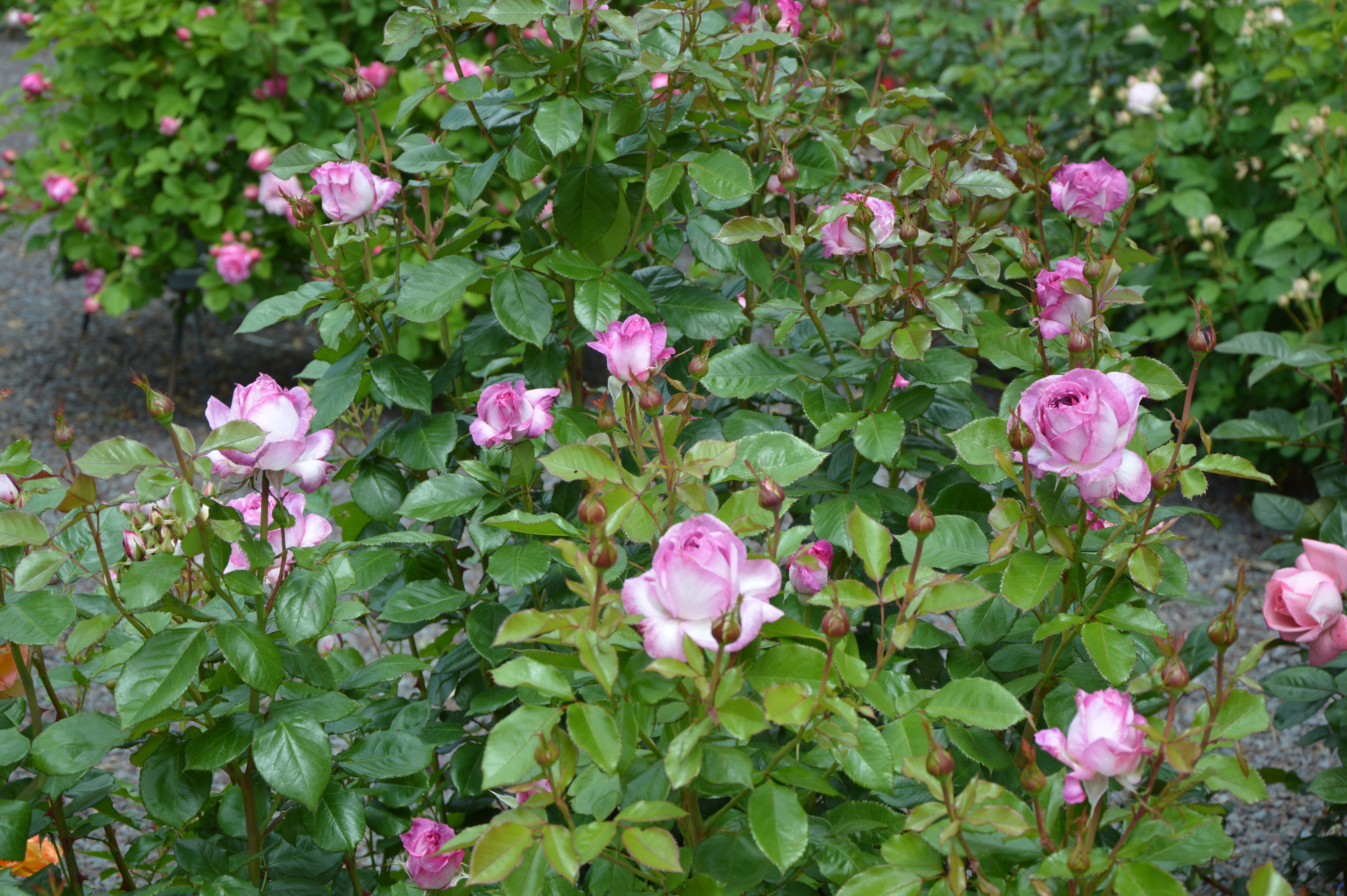 Floribunda Rose - Thierry Marx®