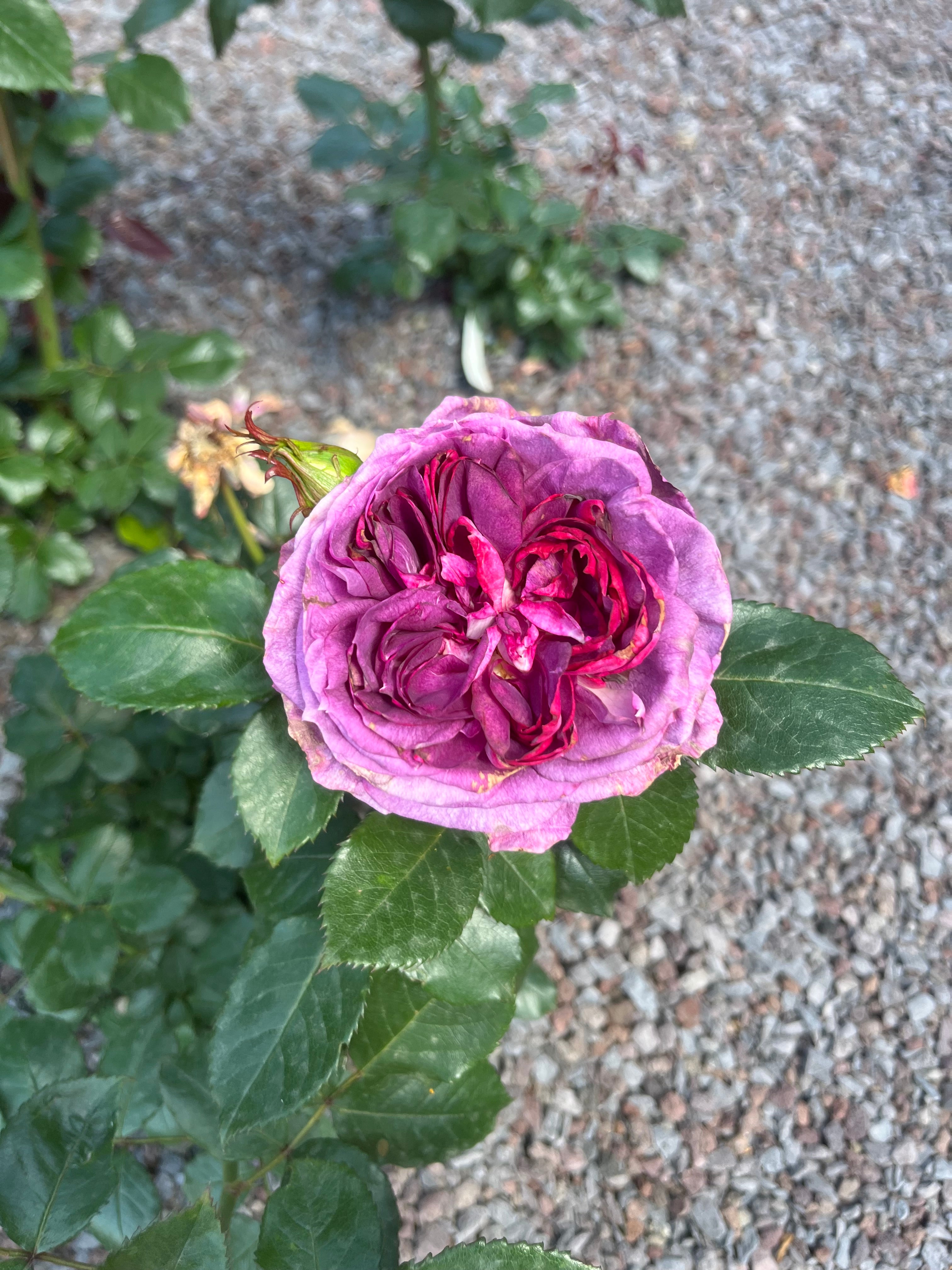 Floribunda Rose - Thierry Marx®