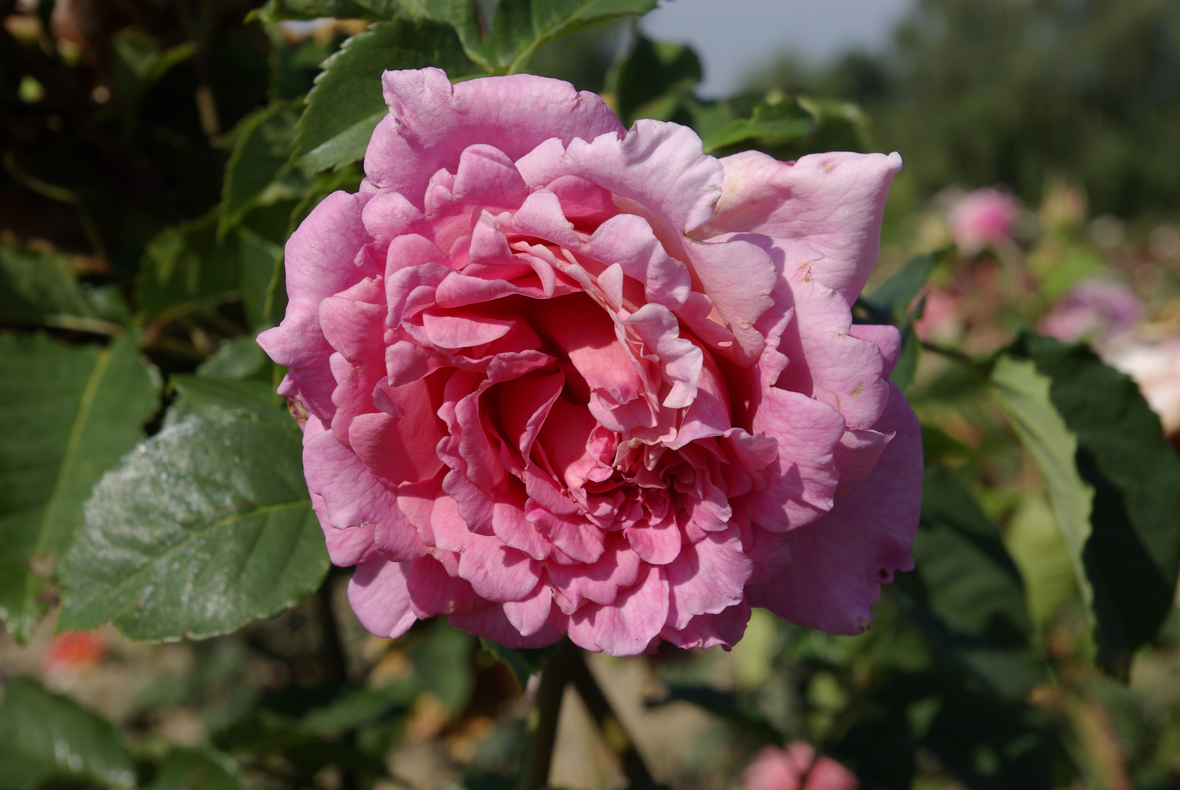Floribunda Rose - Bienvenue®