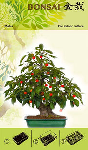 Kit de culture de bonsaï - Malus I
