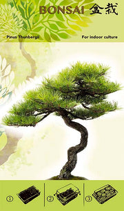 Bonsai Groei Kit - Pinus Thunbergii I