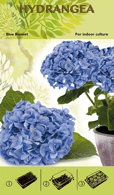 Bonsai Grow Kit - Hydrangea 'Blue Bonnett' - Blue