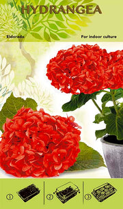 Kit de culture de bonsaï - Hydrangea 'Eldorado' - Rouge