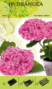 Bonsai Növesztőkészlet - Hortenzia 'Paris' - Rózsaszín