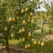 Semi Dwarf Pear Tree – ‘Conference’-1