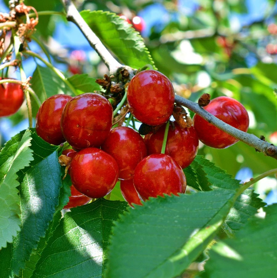 Semi Dwarf Sour Cherry Tree - ‘Griotte du Nord’-1