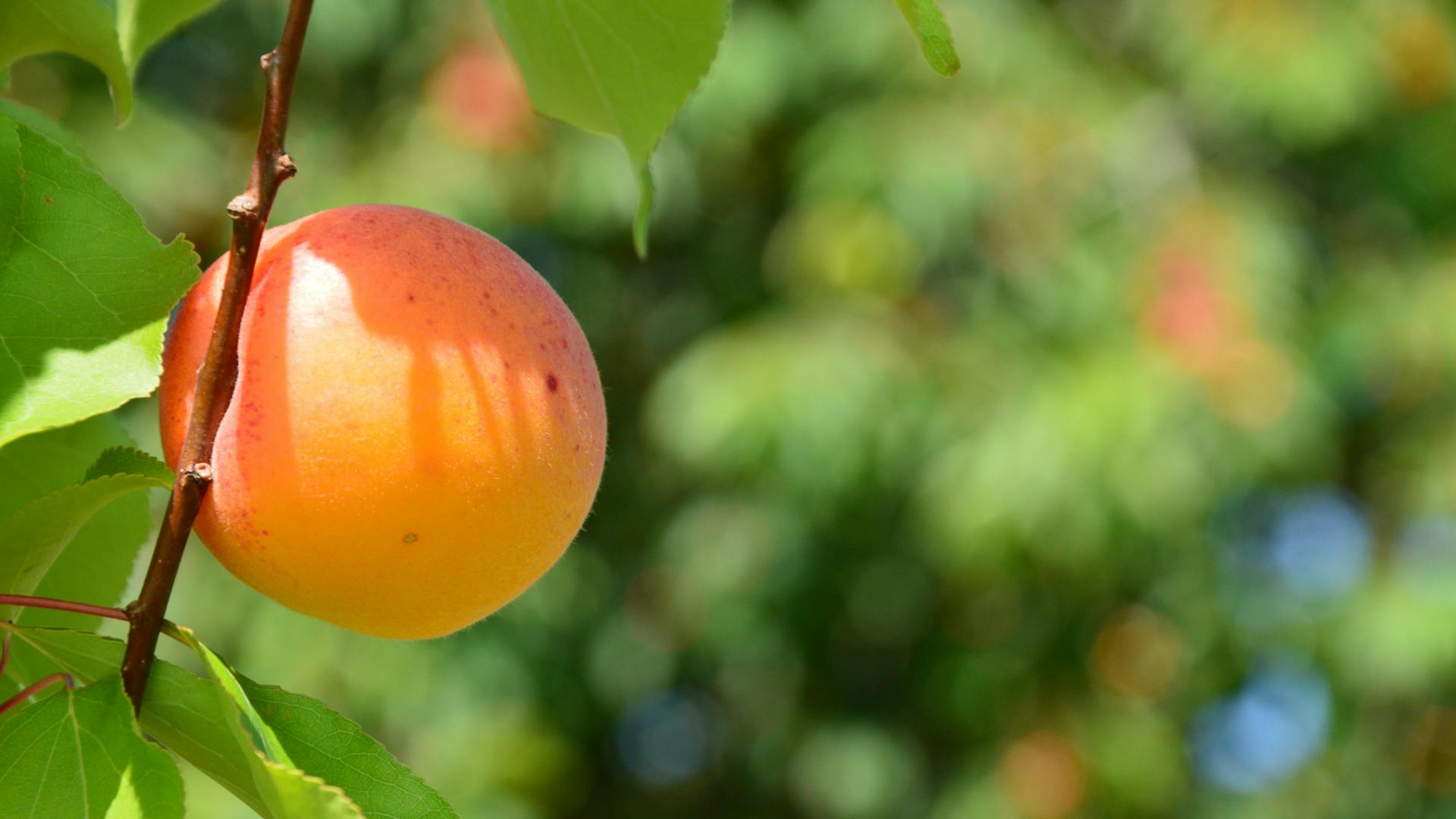 Yellow apricot on a branch with green leaves and blurred background
