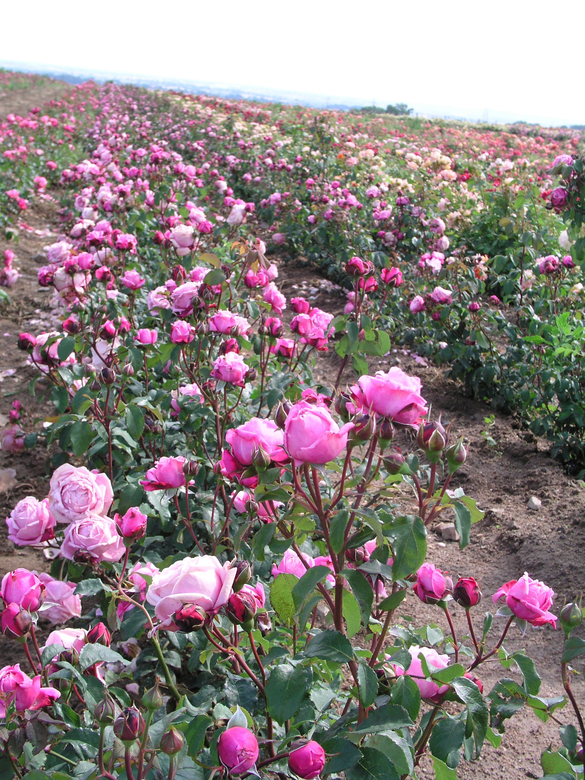 Floribunda Rose - Soeur Emmanuelle® (Dieter Müller)